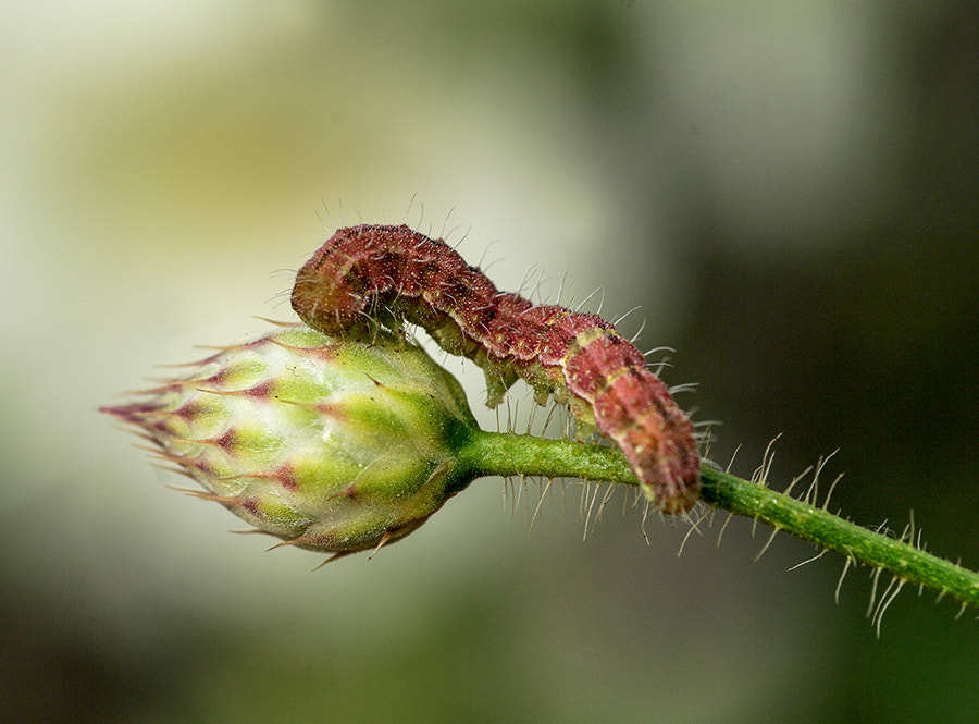 Pentax K20D + smc PENTAX-FA Macro 100mm F2.8 sample photo. Caterpillar photography