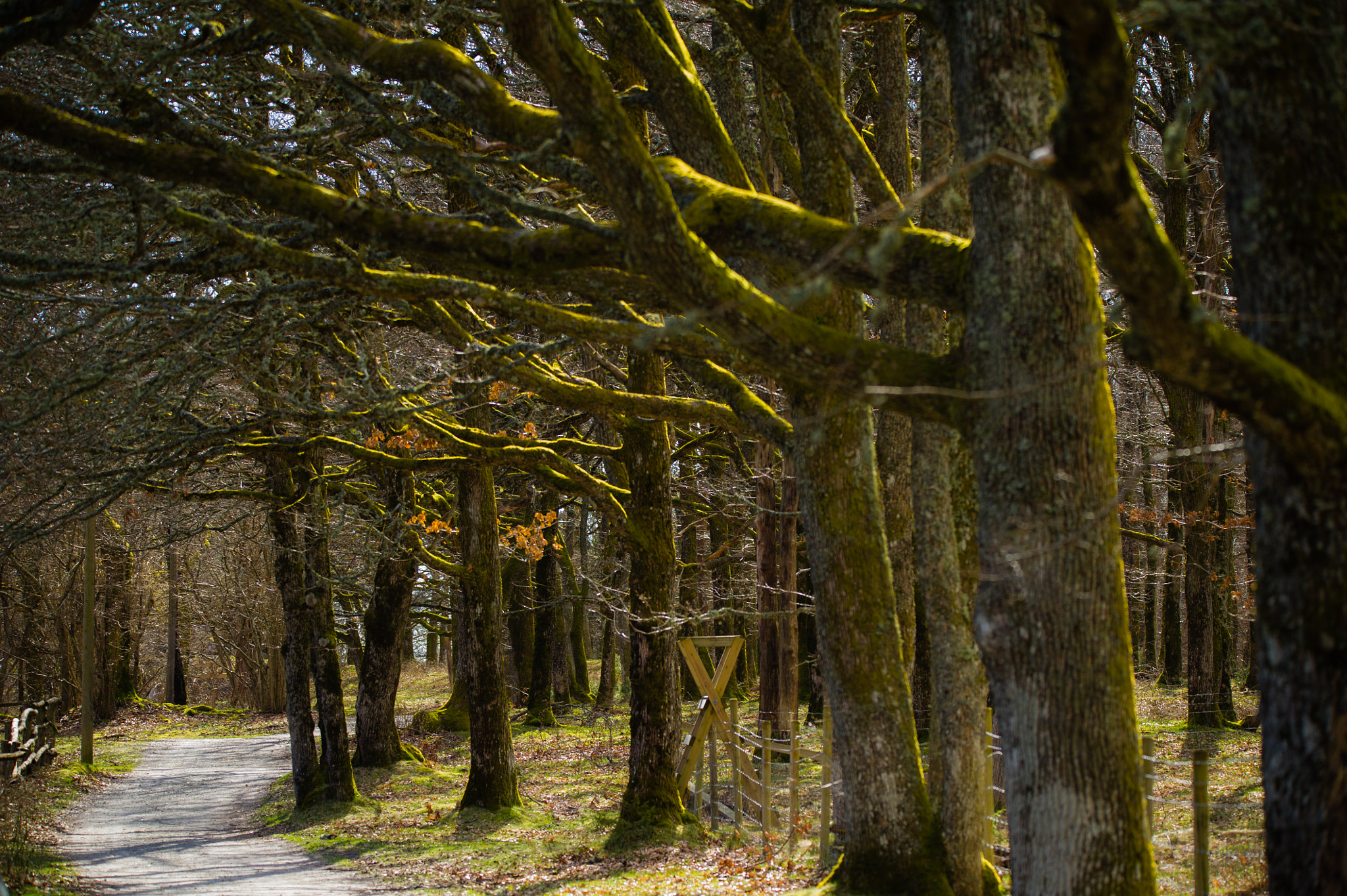 Sigma 150-600mm F5-6.3 DG OS HSM | C sample photo. Road trough the forest photography