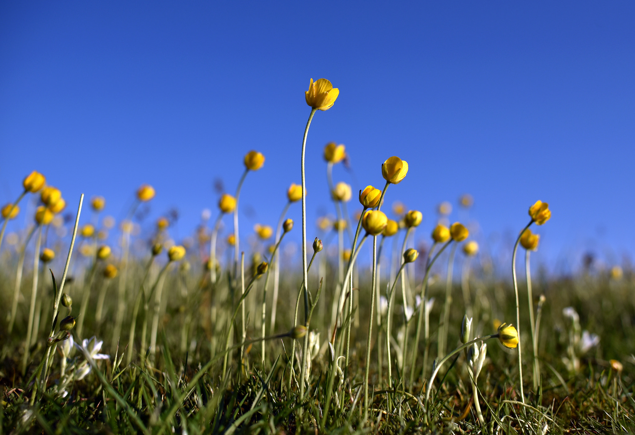 Nikon D750 + AF Zoom-Nikkor 35-70mm f/2.8D N sample photo. Yellow flowers under a blue sky photography