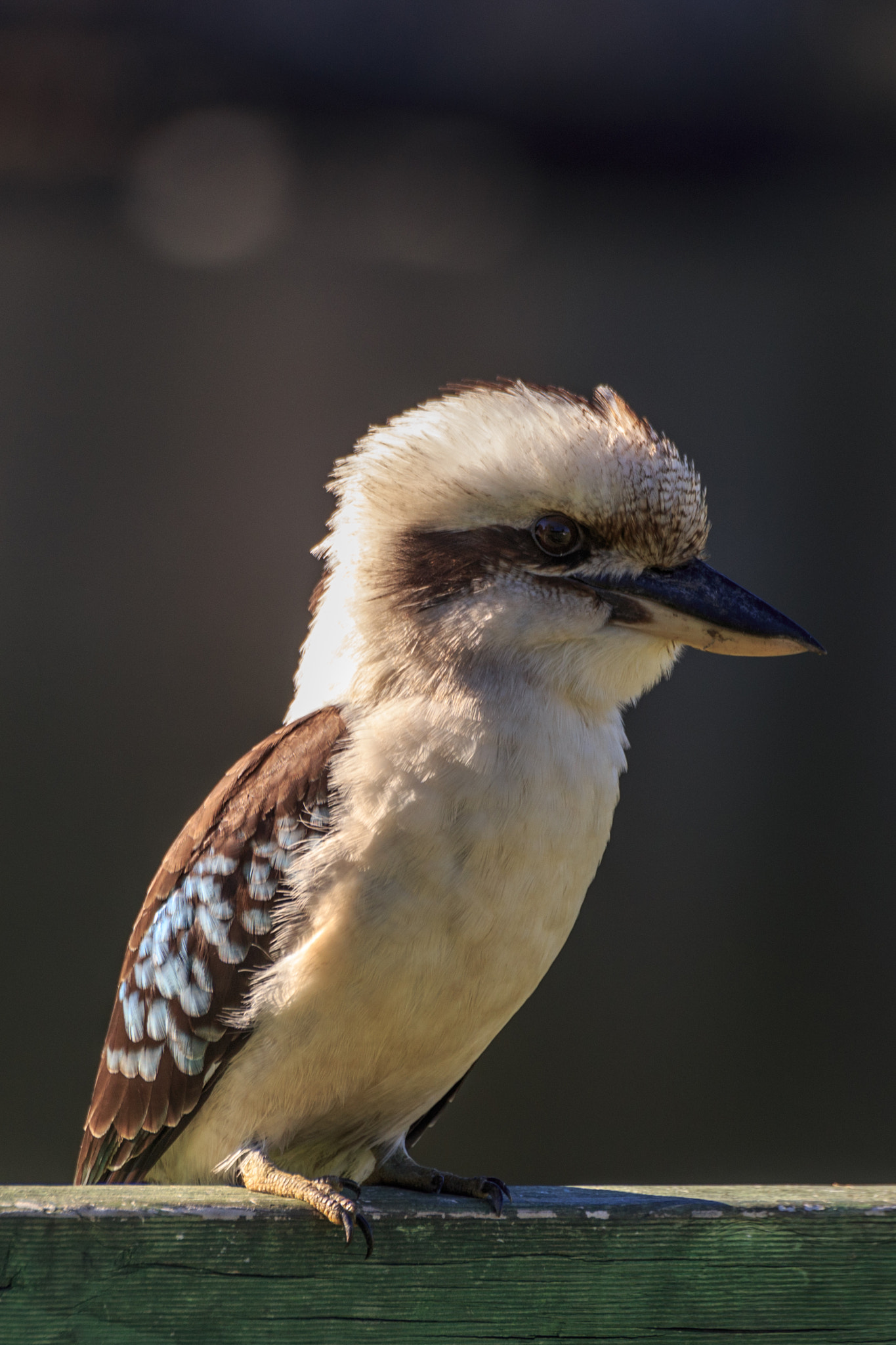 Sigma 70-300mm F4-5.6 APO DG Macro sample photo. Kookaburra photography