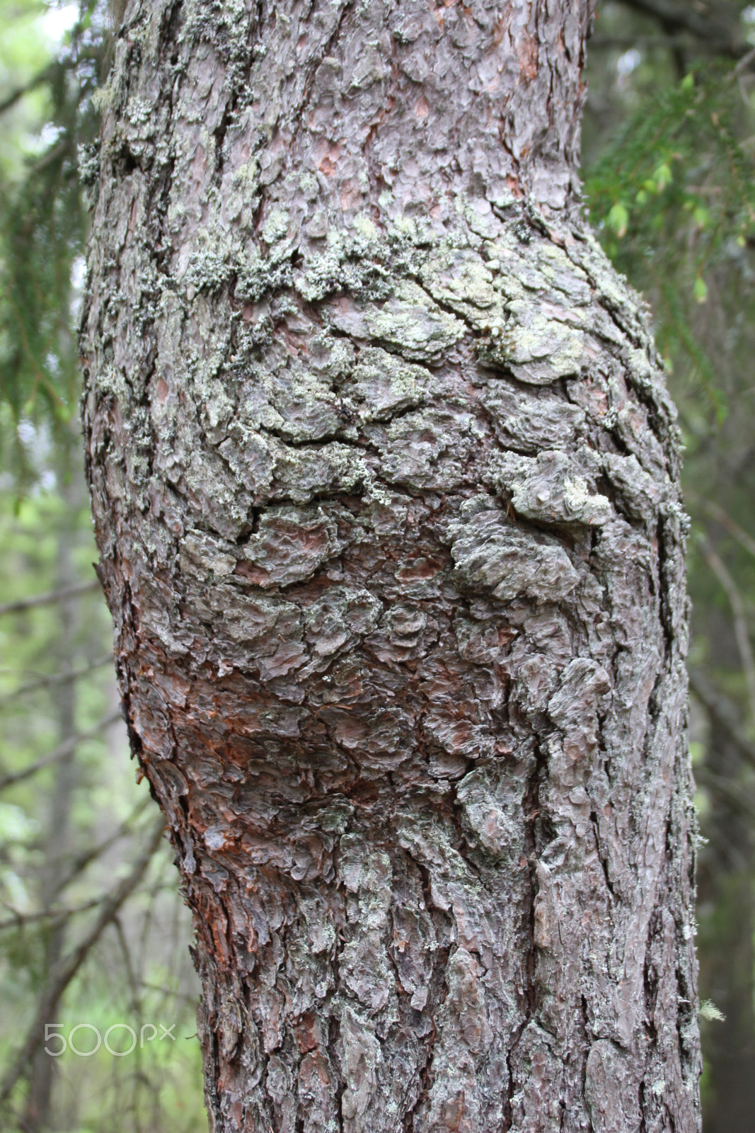 Canon EF 75-300mm F4.0-5.6 IS USM sample photo. Problem or not? photography