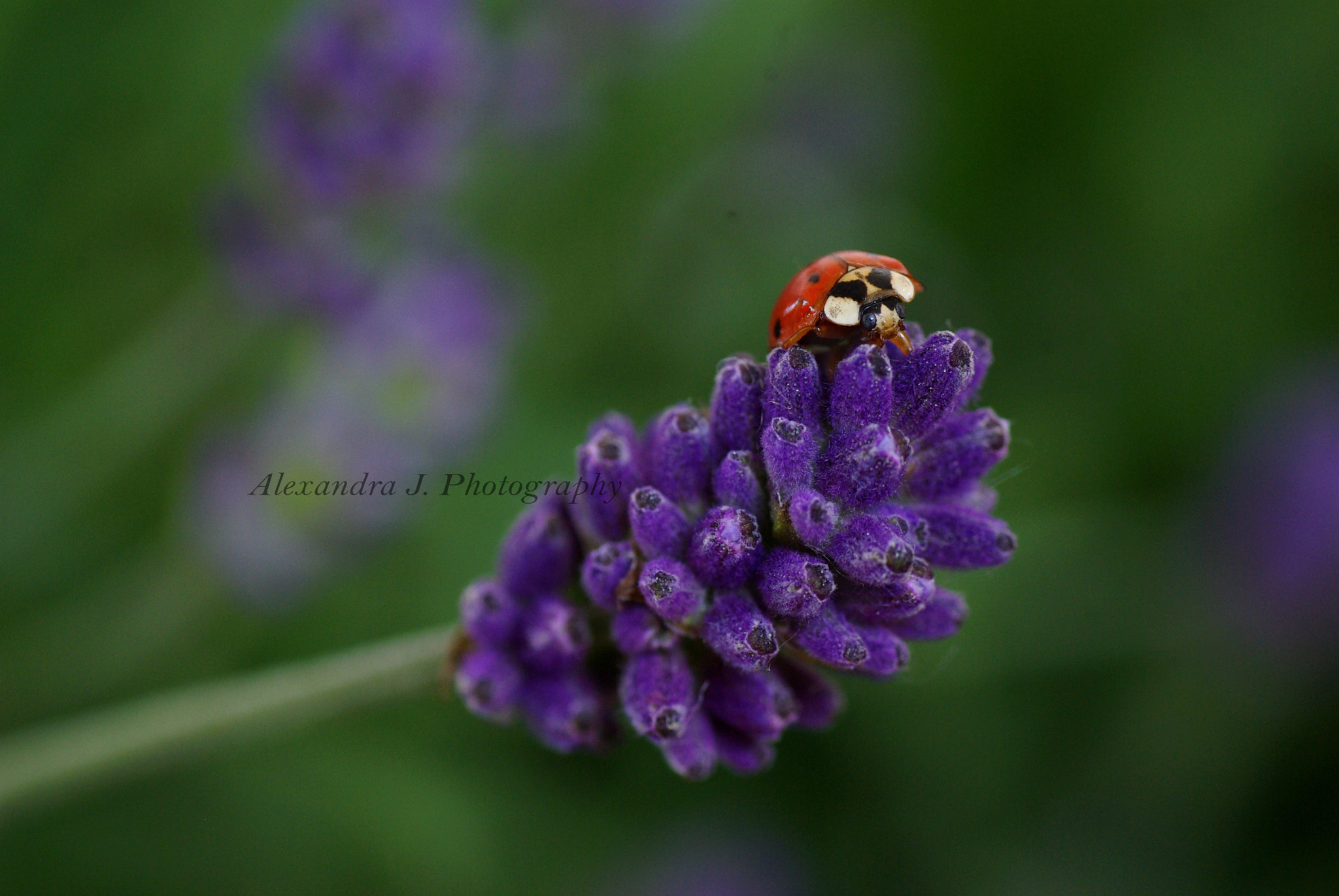 Tamron SP AF 90mm F2.8 Di Macro sample photo