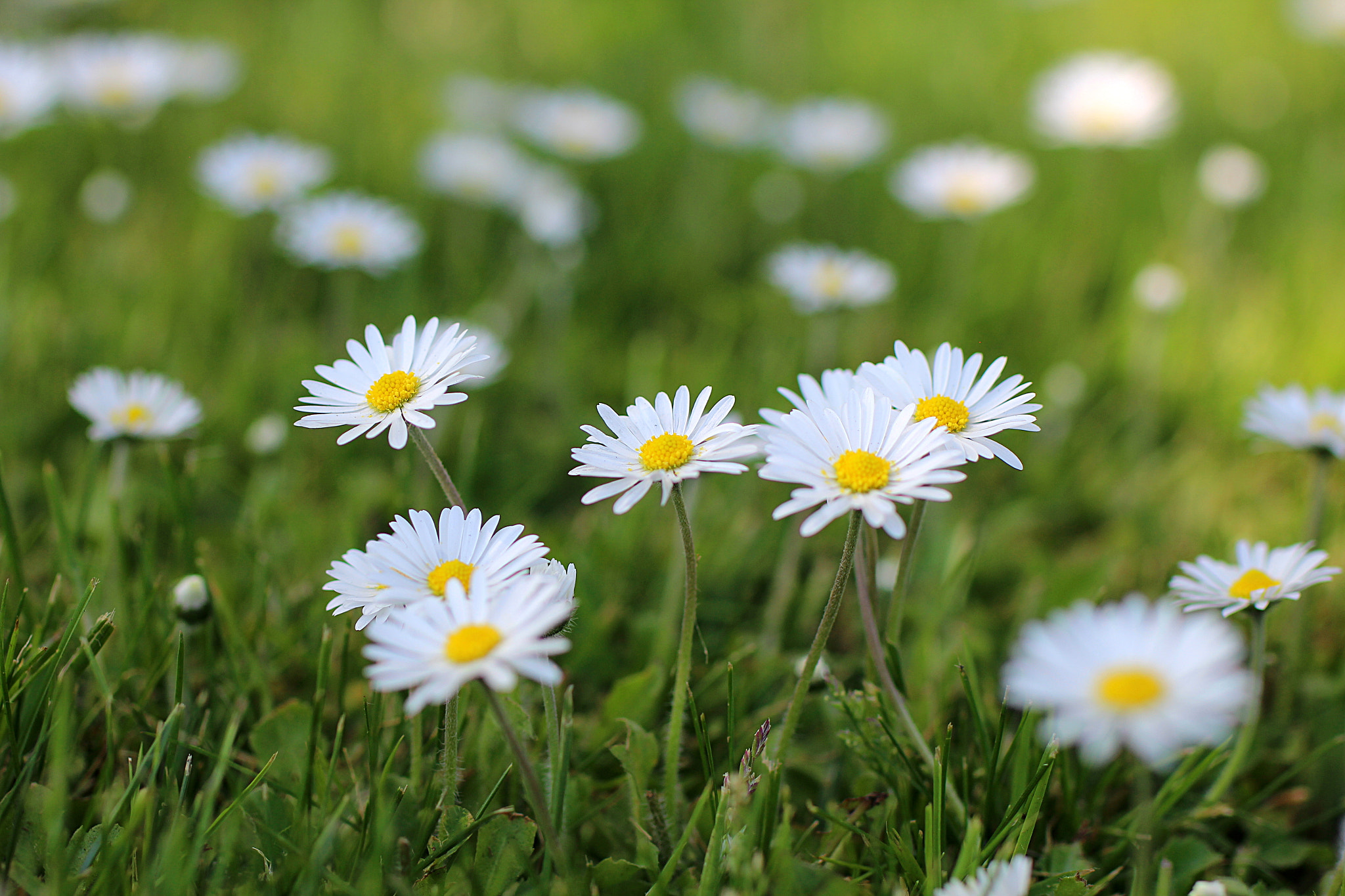 Tamron SP 45mm F1.8 Di VC USD sample photo. A field of daisy's. photography