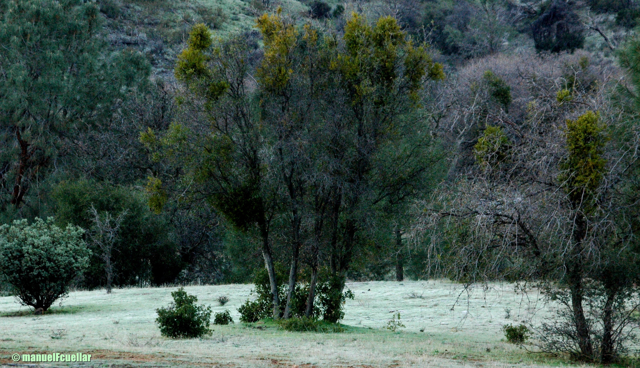 Nikon D70 sample photo. En el corazón de california. photography