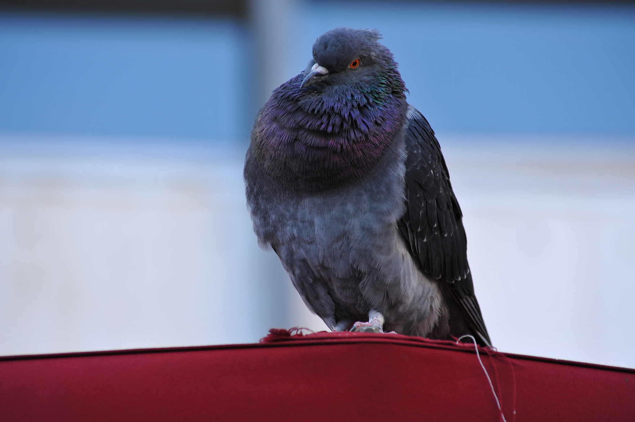 AF Zoom-Nikkor 70-300mm f/4-5.6D ED sample photo. King pigeon gazing onto a red roof.jpg photography