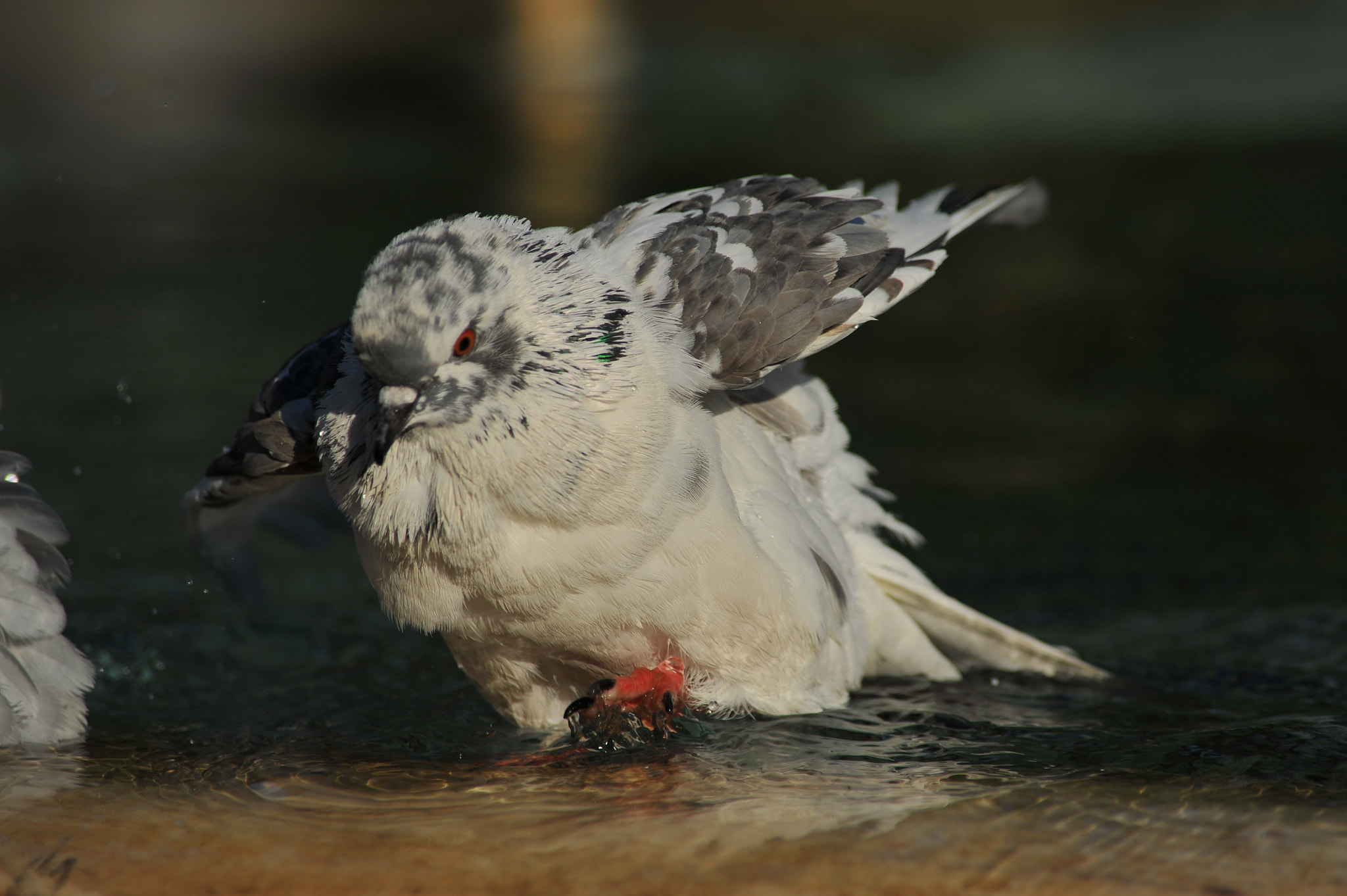 AF Zoom-Nikkor 70-300mm f/4-5.6D ED sample photo. Pigeon ready to walk.jpg photography