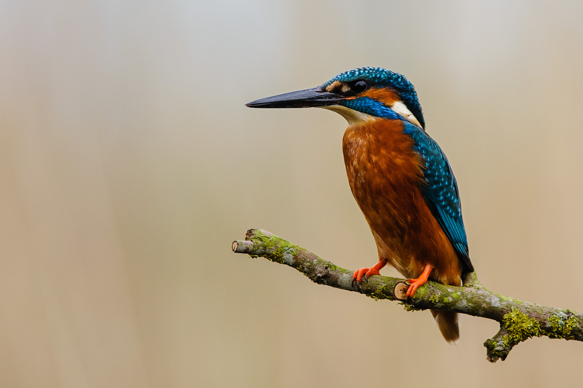 Nikon D700 + Nikon AF-S Nikkor 300mm F4D ED-IF sample photo. Kingfisher  photography