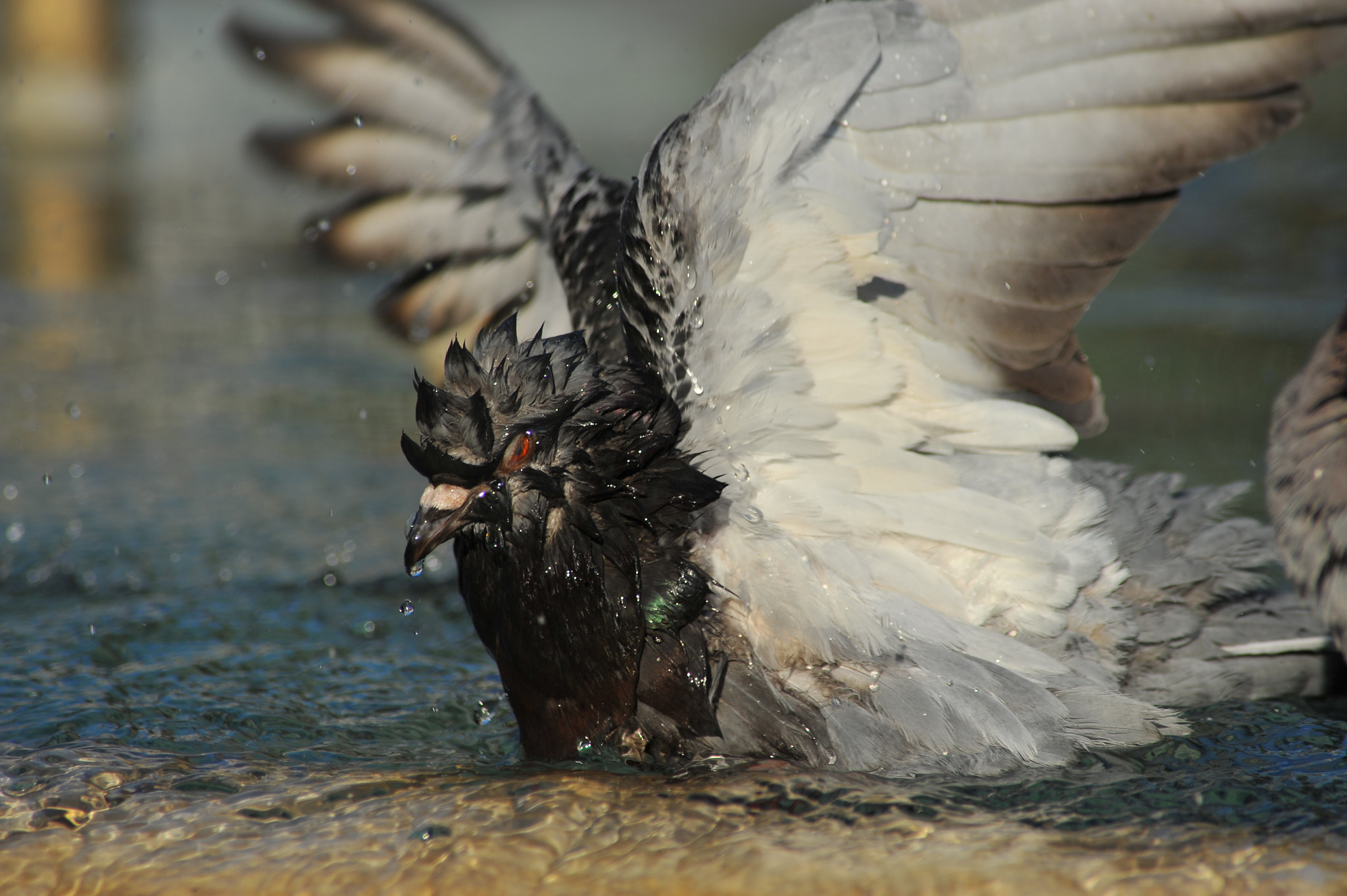 AF Zoom-Nikkor 70-300mm f/4-5.6D ED sample photo. A pigeon ready to fly.jpg photography
