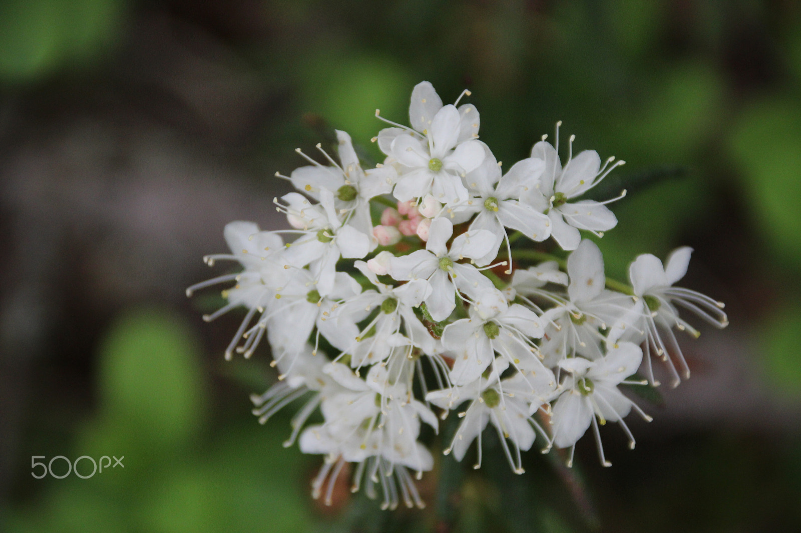 Canon EF 75-300mm F4.0-5.6 IS USM sample photo. Rhododendron tomentosum photography