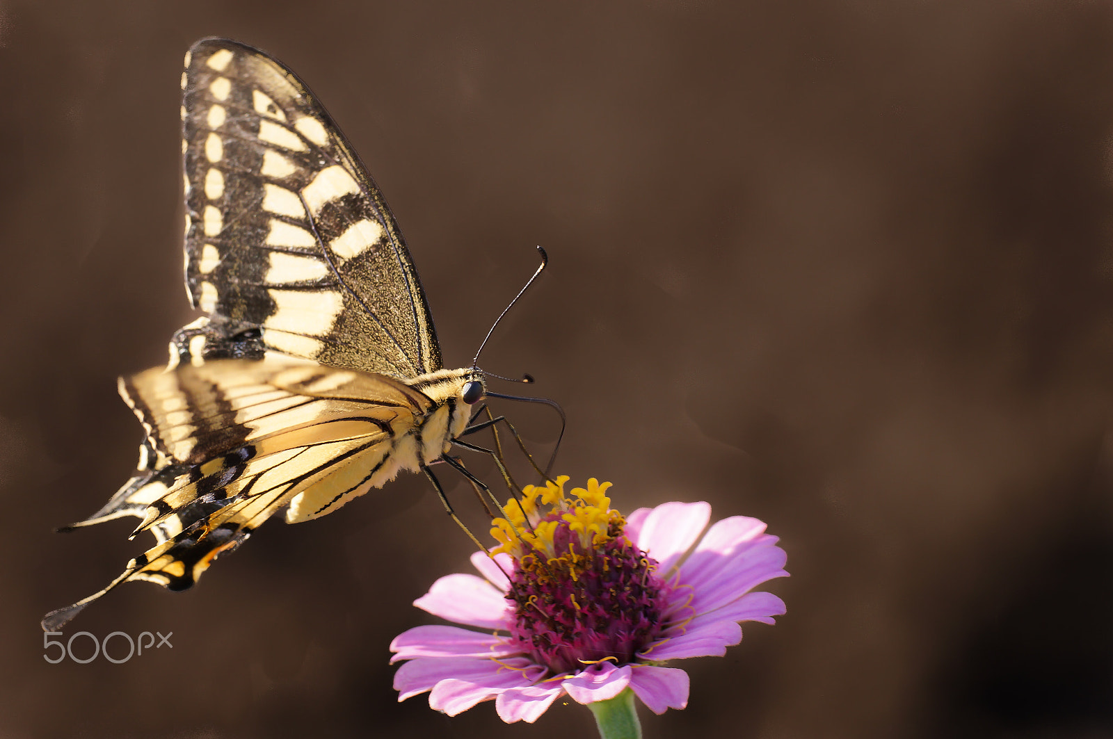 Sony SLT-A57 + Minolta AF 100mm F2.8 Macro [New] sample photo. The swallowtail photography