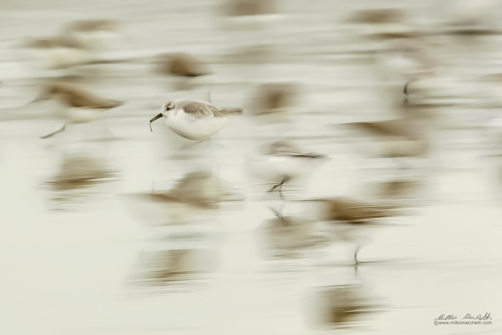 Sanderling by Milko Marchetti on 500px.com