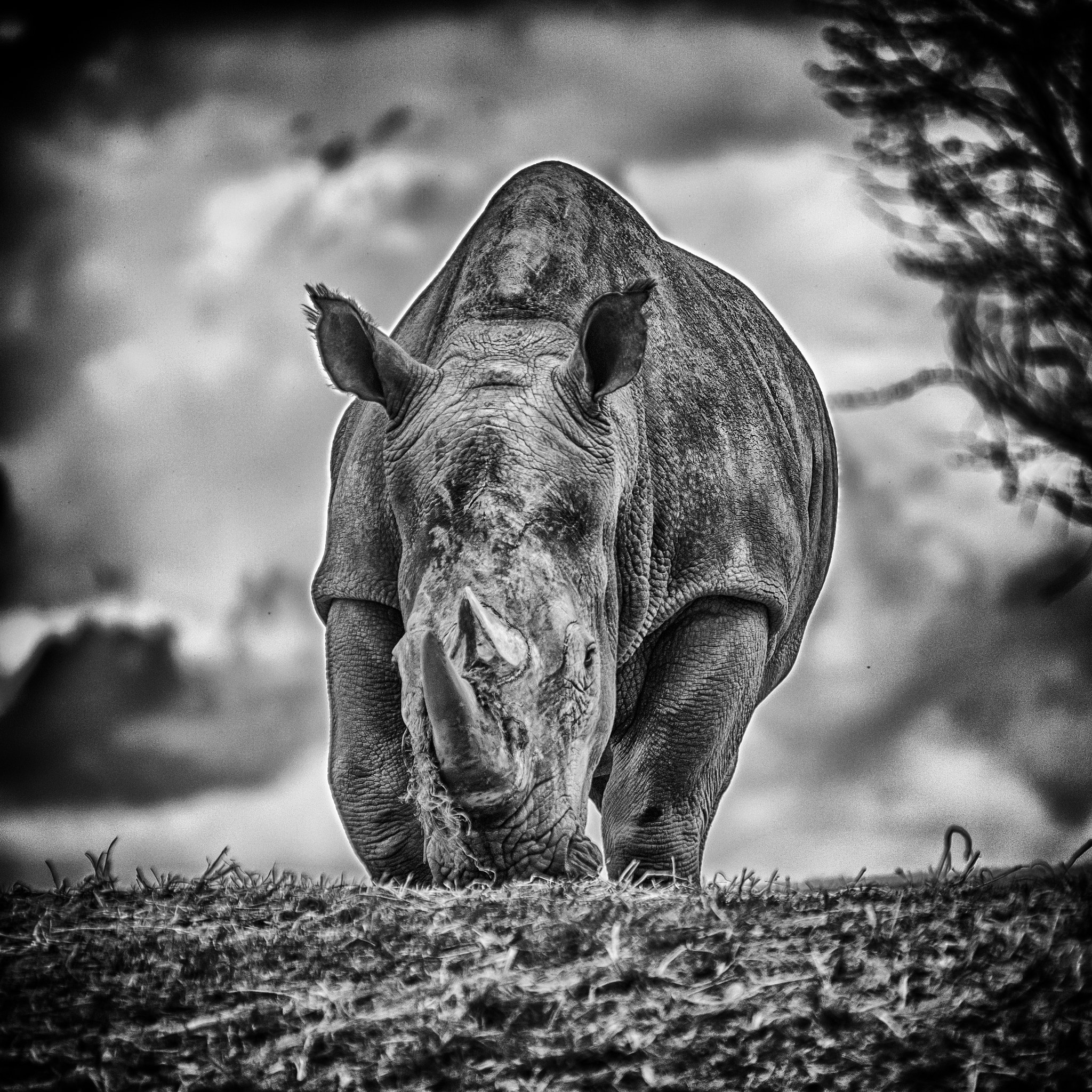 Nikon AF-Nikkor 80-200mm F2.8D ED sample photo. Hippo photography