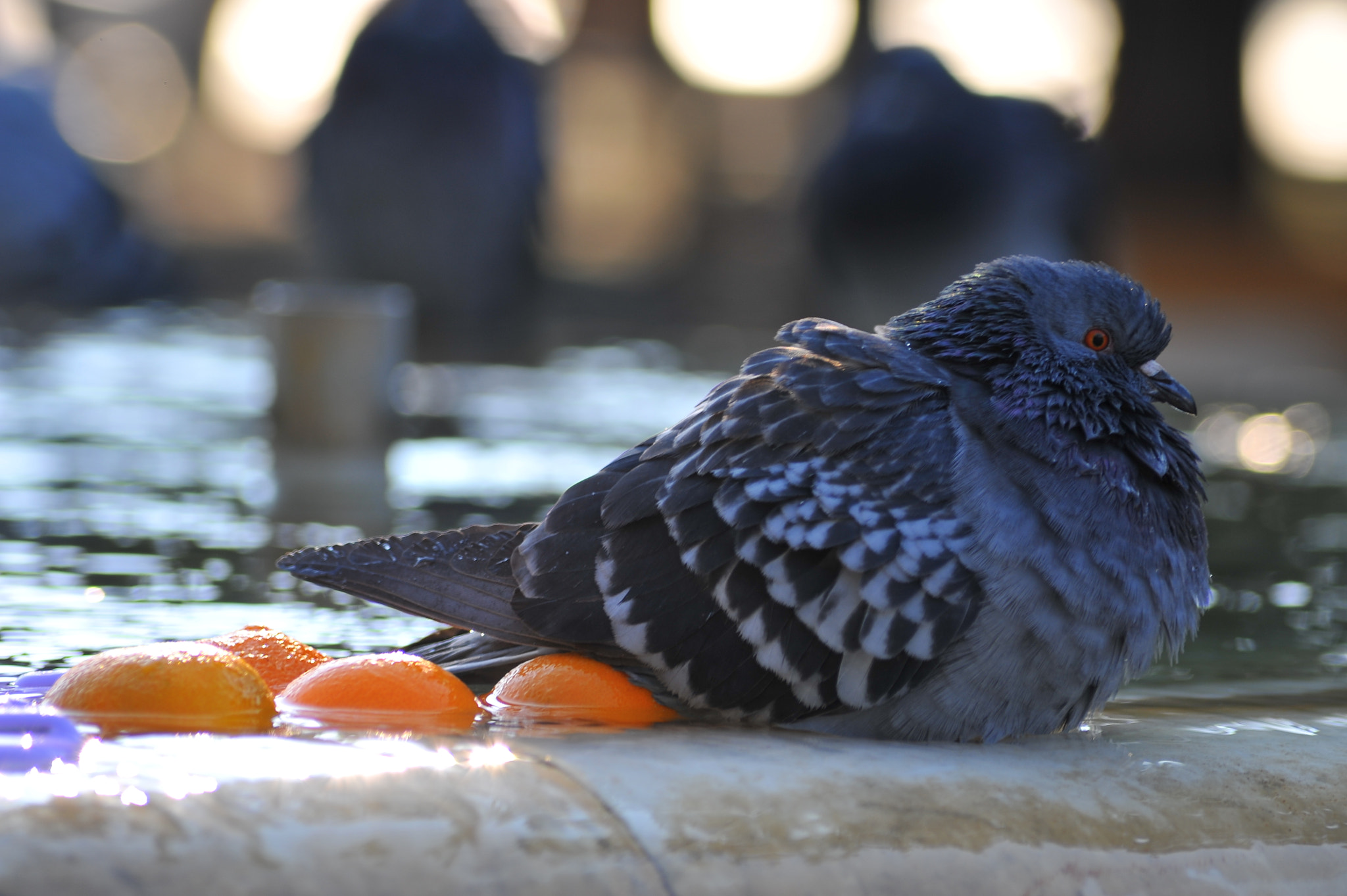 AF Zoom-Nikkor 70-300mm f/4-5.6D ED sample photo. The pigeon and the oranges.jpg photography