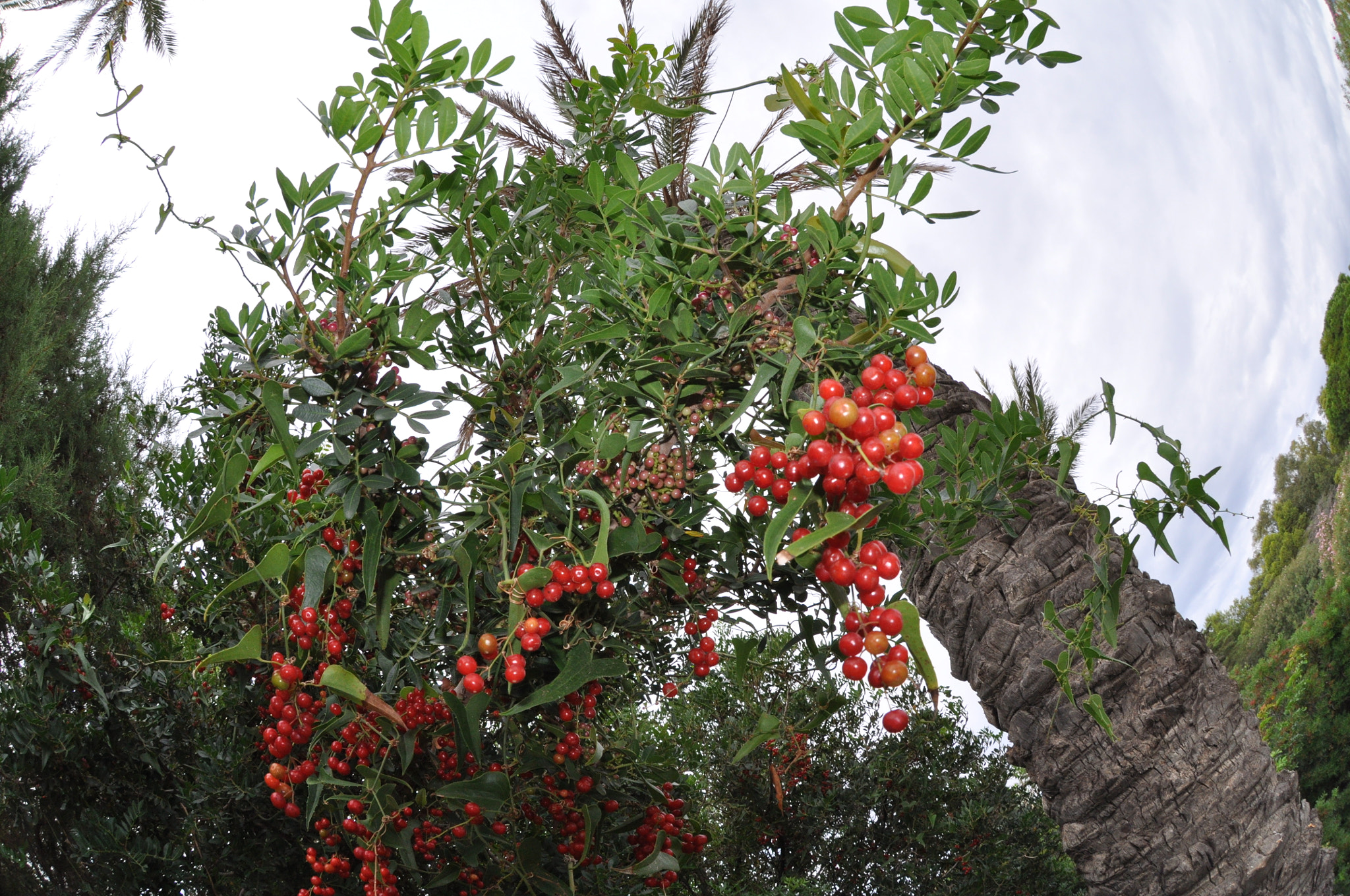 Nikon AF DX Fisheye-Nikkor 10.5mm F2.8G ED sample photo. Berry tree photography