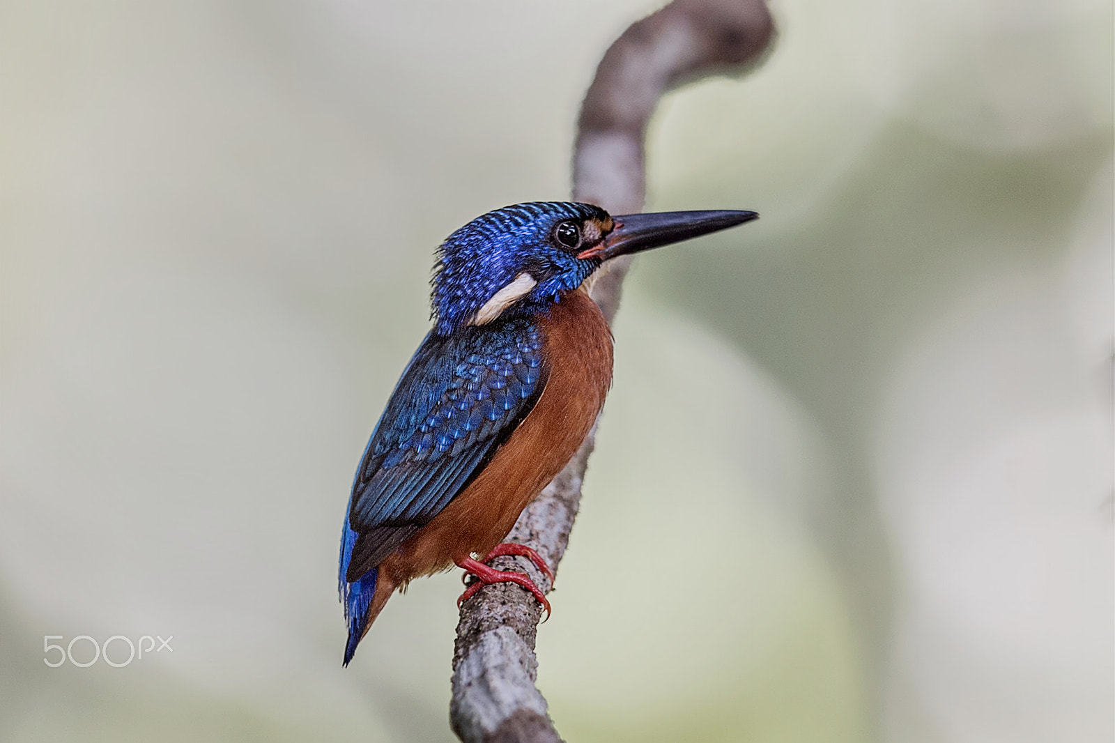 Nikon AF-S Nikkor 400mm F2.8G ED VR II sample photo. Blue eared kingfisher photography