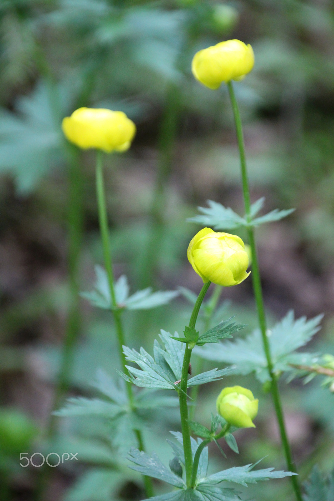 Canon EF 75-300mm F4.0-5.6 IS USM sample photo. Globeflower photography