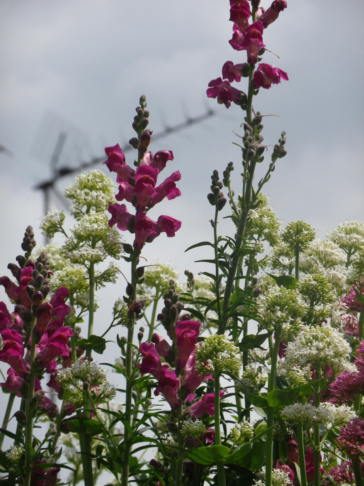 Pentax Optio RZ18 sample photo. Quand les fleurs sauvages embellissent nos murs! photography