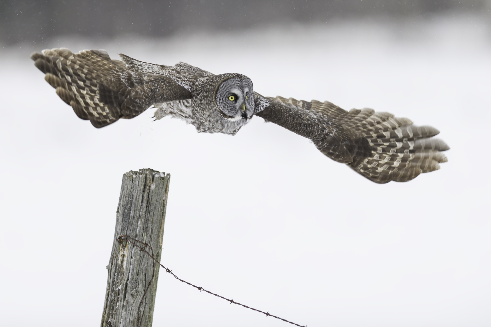Nikon AF-S Nikkor 400mm F2.8G ED VR II sample photo. One small leap... photography