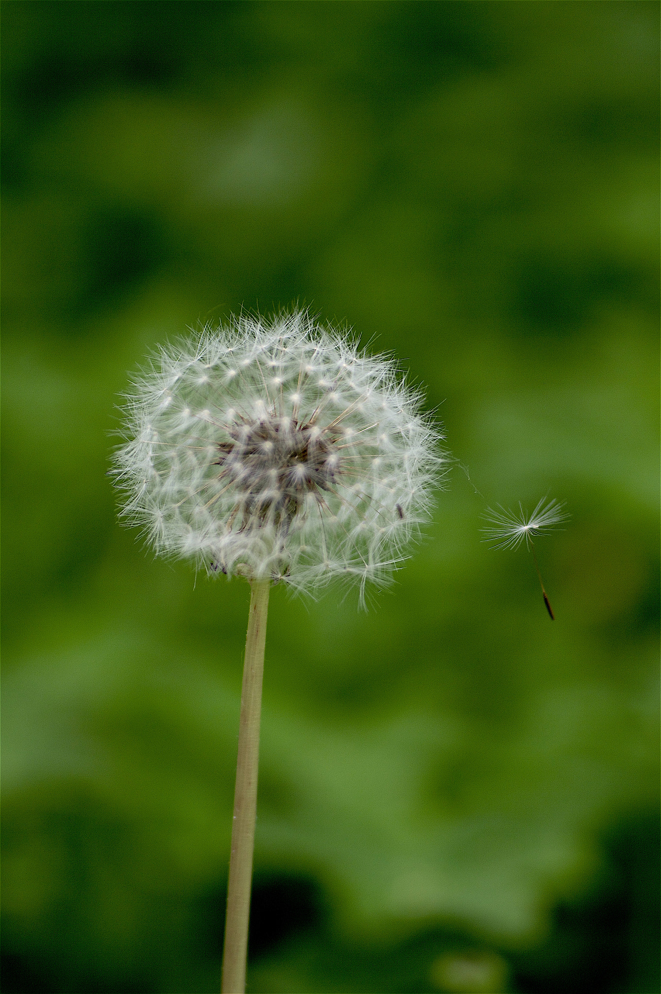 Pentax K20D + A Series Lens sample photo. Dandelion photography