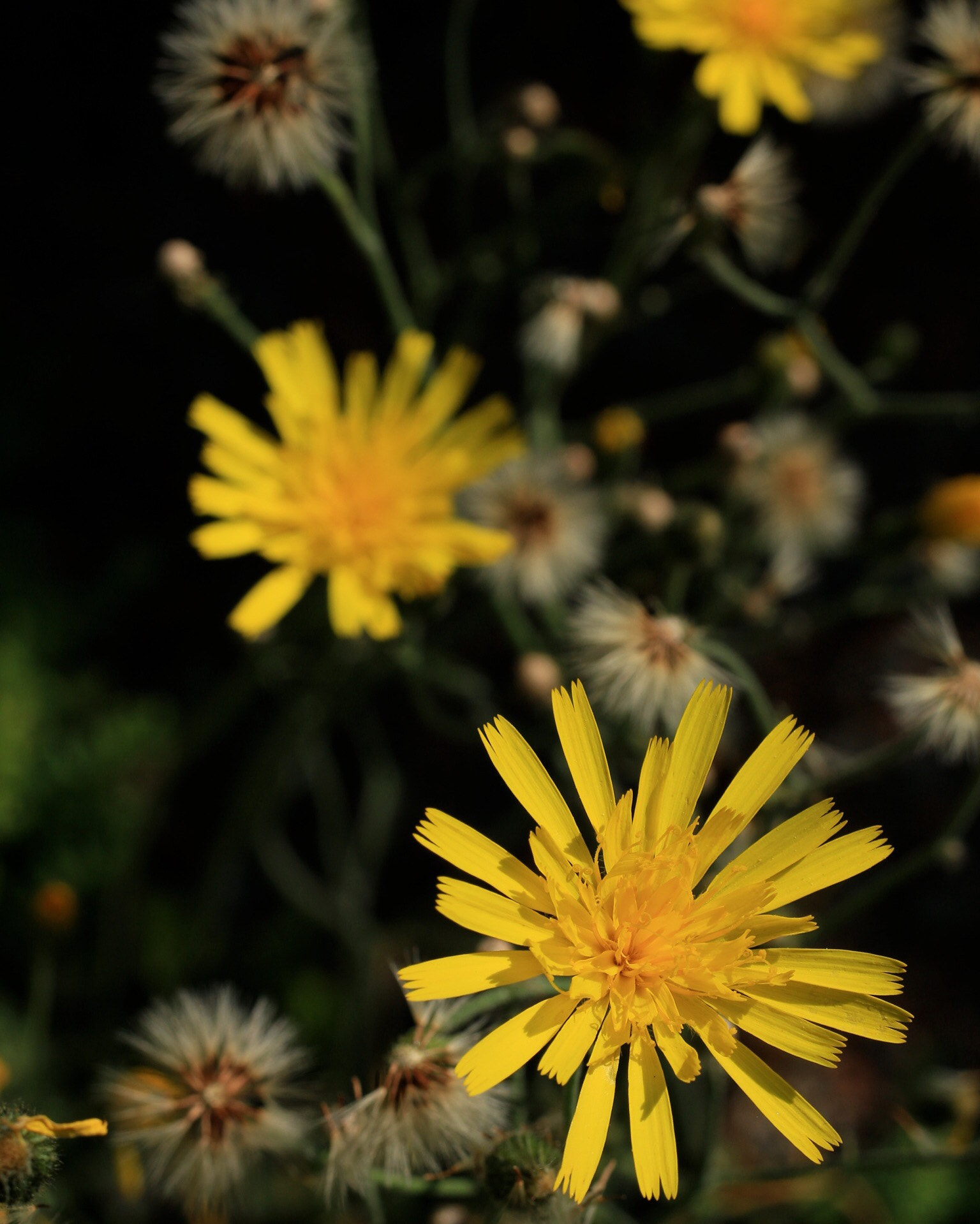 Canon EOS M + Canon EF 50mm F1.8 STM sample photo. Spotted hawkweed photography