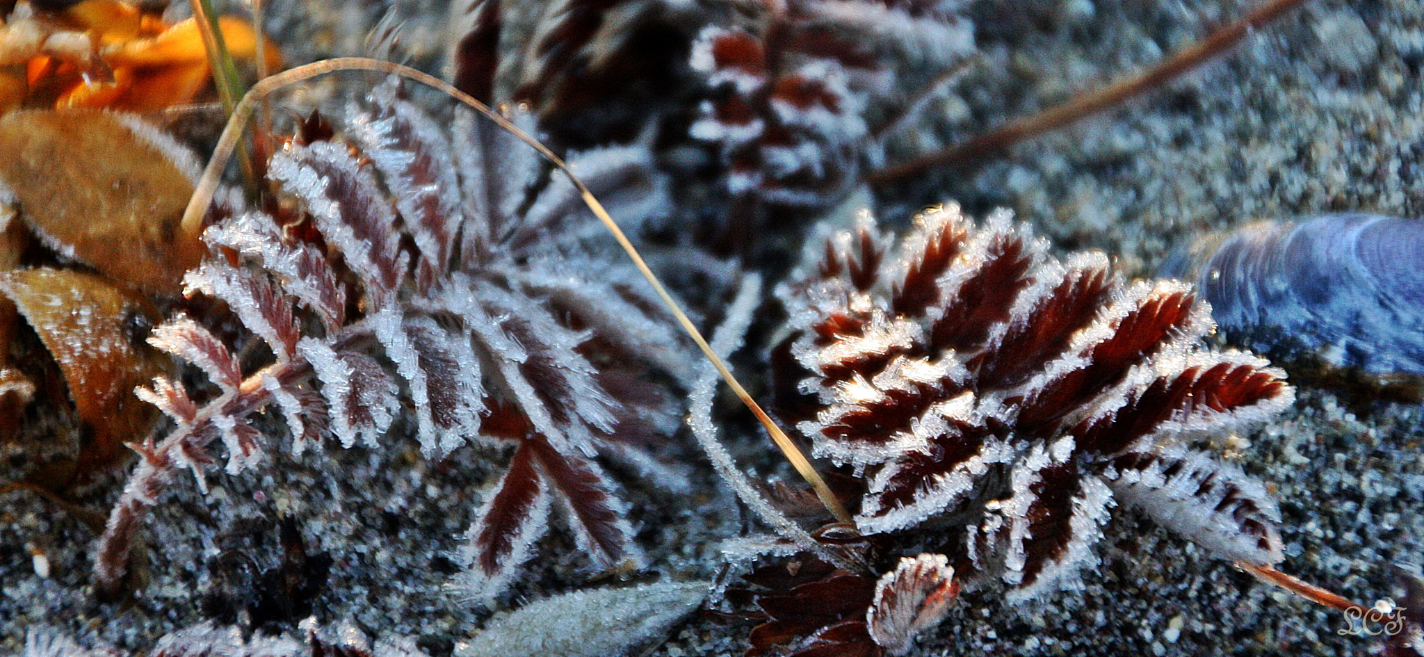 Canon EOS 450D (EOS Rebel XSi / EOS Kiss X2) sample photo. Frosen leaves  photography