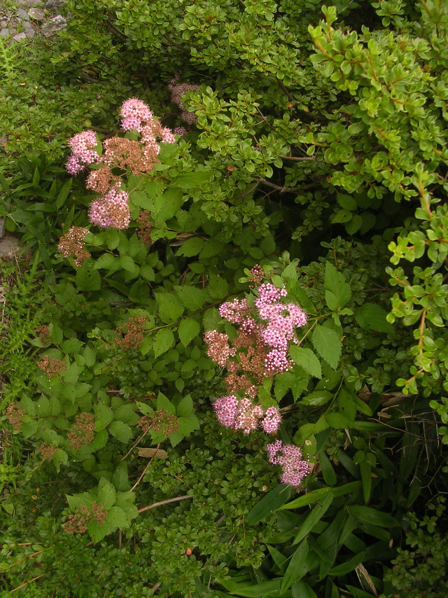 Nikon E3100 sample photo. Flowers on the path photography