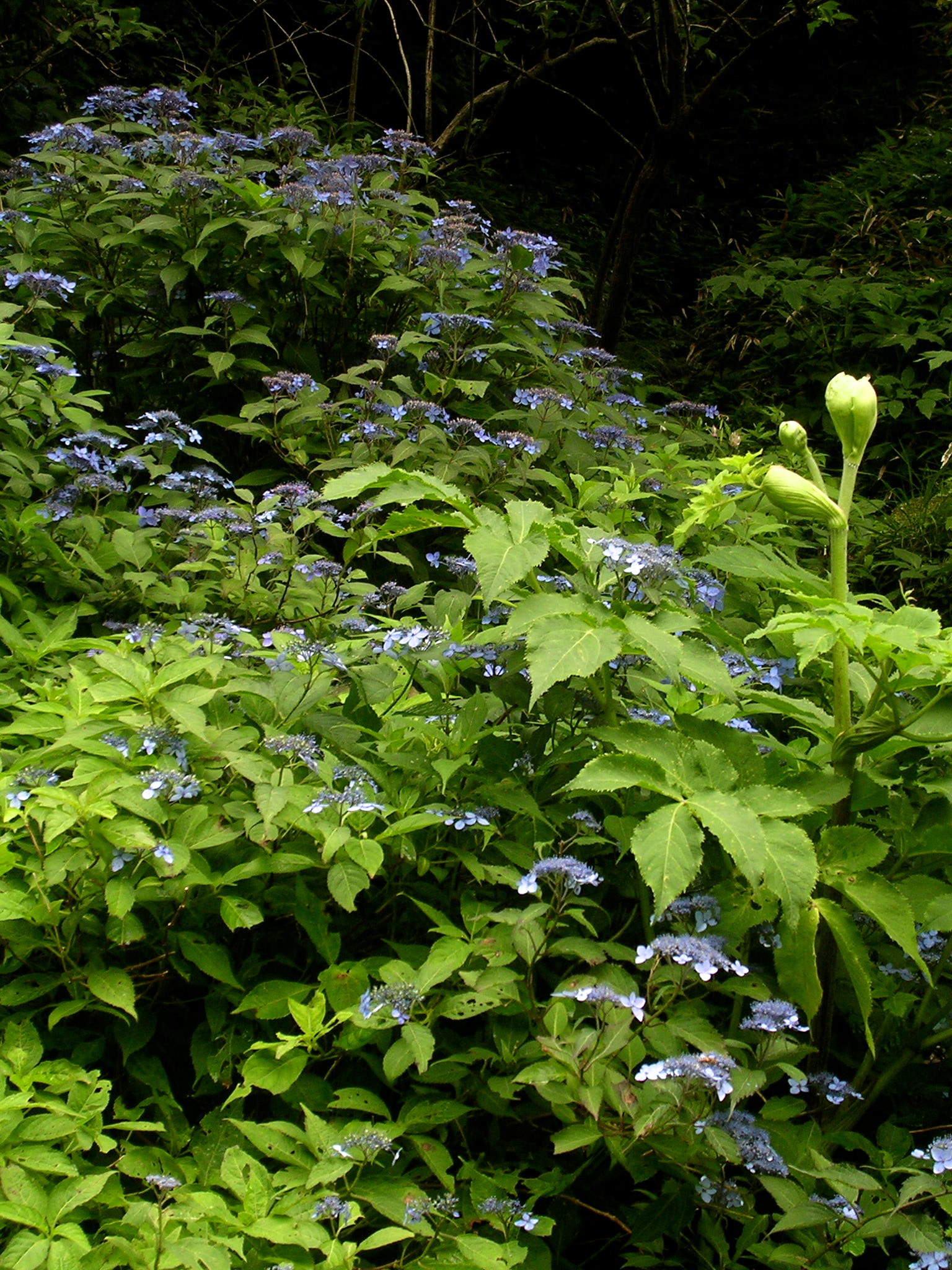 Nikon E3100 sample photo. Flowers on the path photography