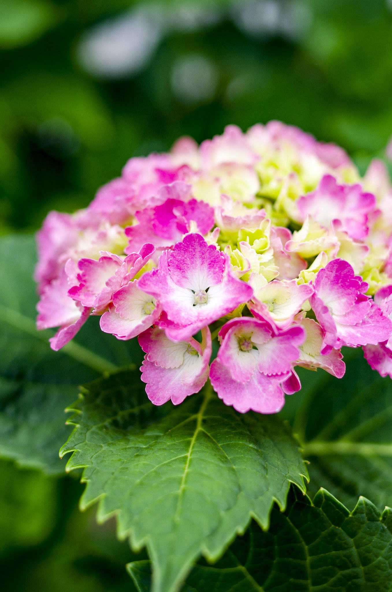 HD Pentax-FA 35mm F2 AL sample photo. Stay photography