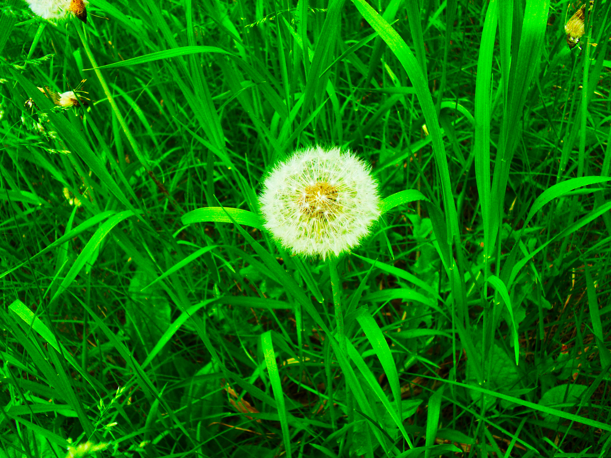 Samsung ES60 / VLUU ES60 /  SL105 /  ES63 sample photo. Morning in the forest. spring flower. dandelion. photography