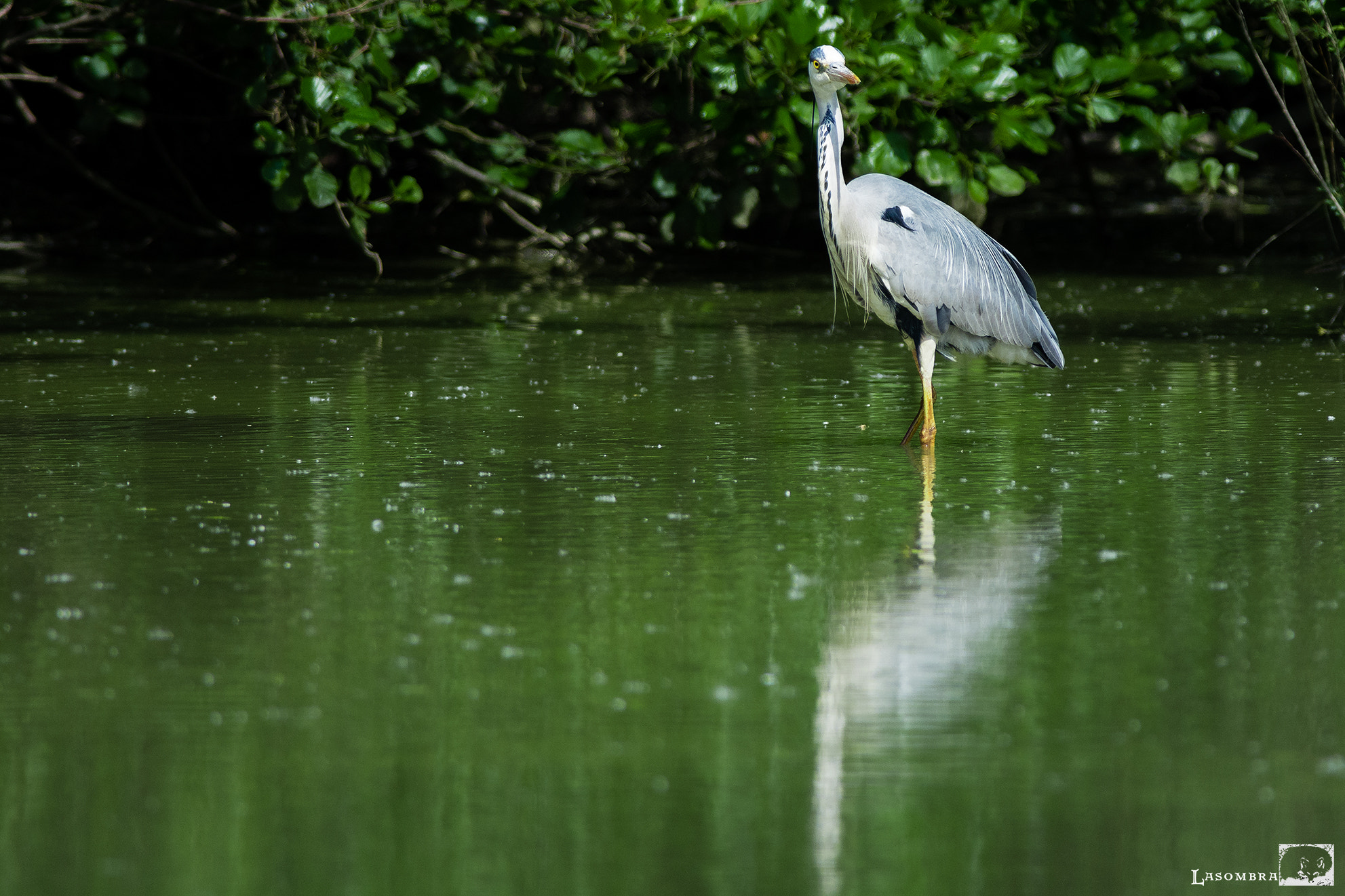 Nikon AF-S Nikkor 300mm F2.8G ED VR II sample photo. Grey heron photography