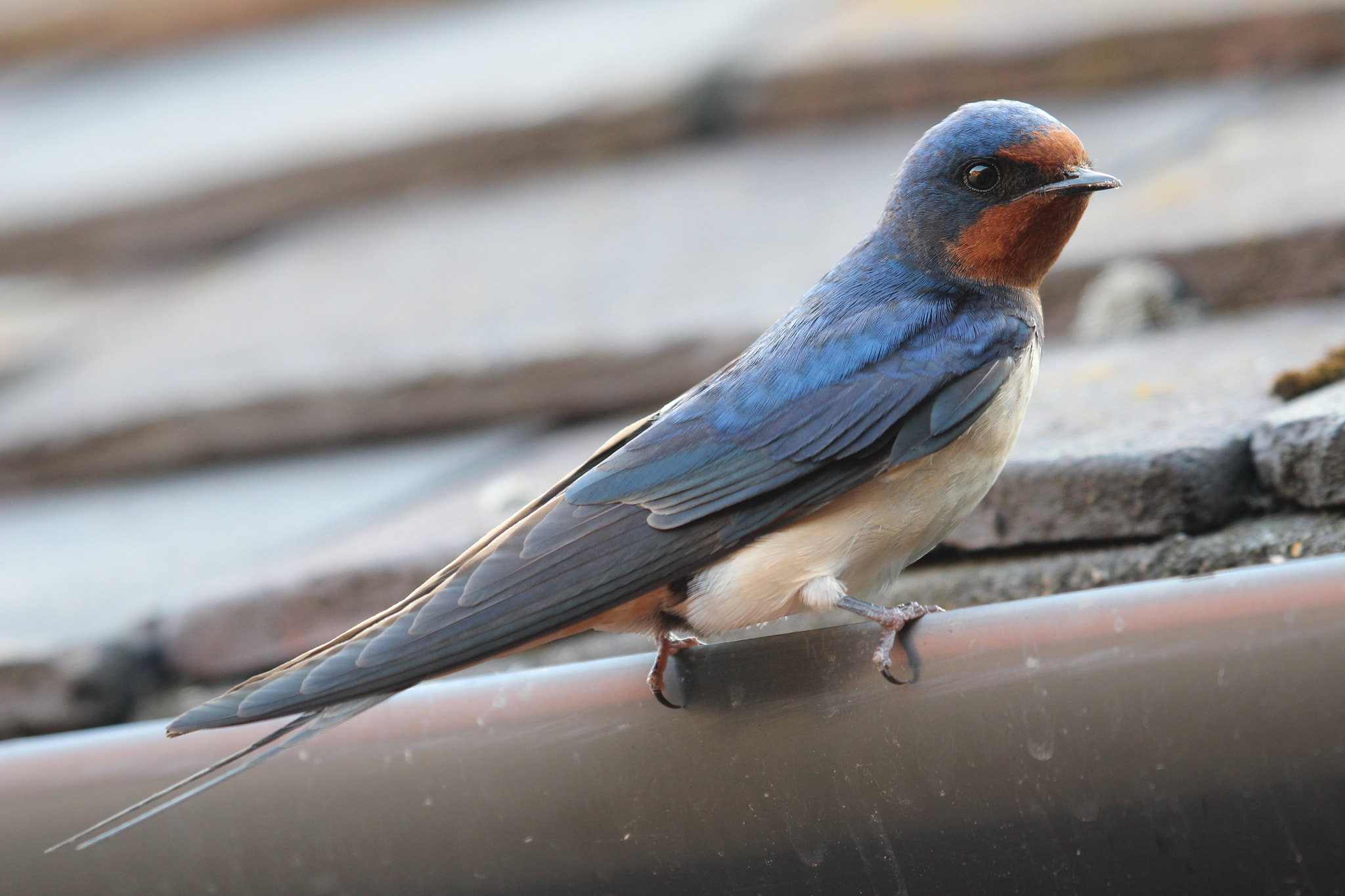 Canon EOS 600D (Rebel EOS T3i / EOS Kiss X5) + Canon EF 100-400mm F4.5-5.6L IS USM sample photo. Resting barn swallow photography