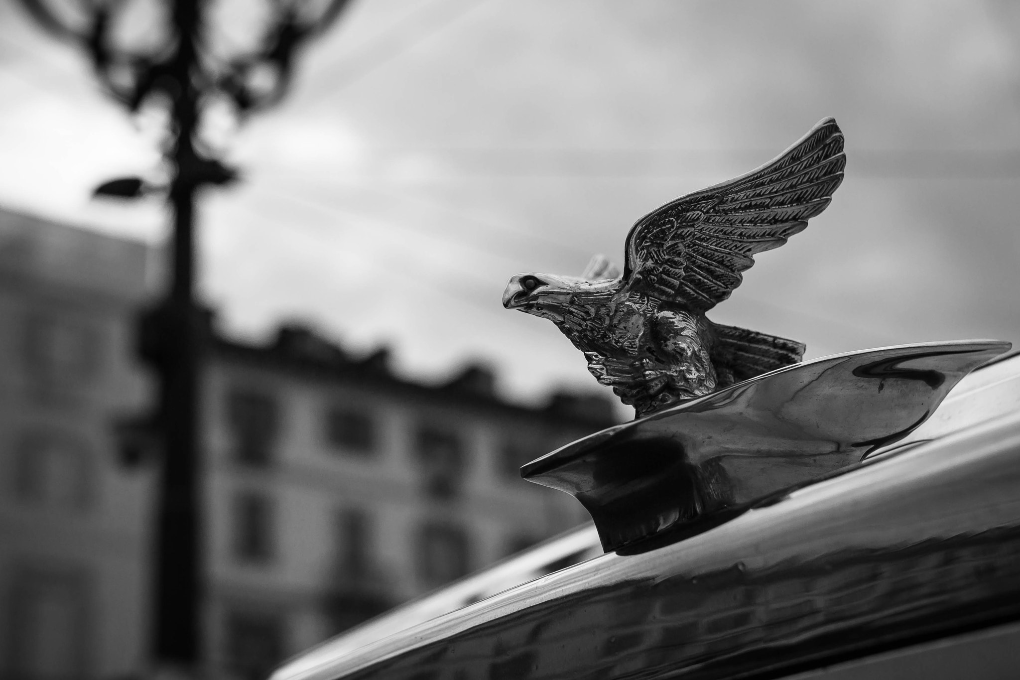 Nikon D3100 + Sigma 35mm F1.4 DG HSM Art sample photo. Eagle power... photography