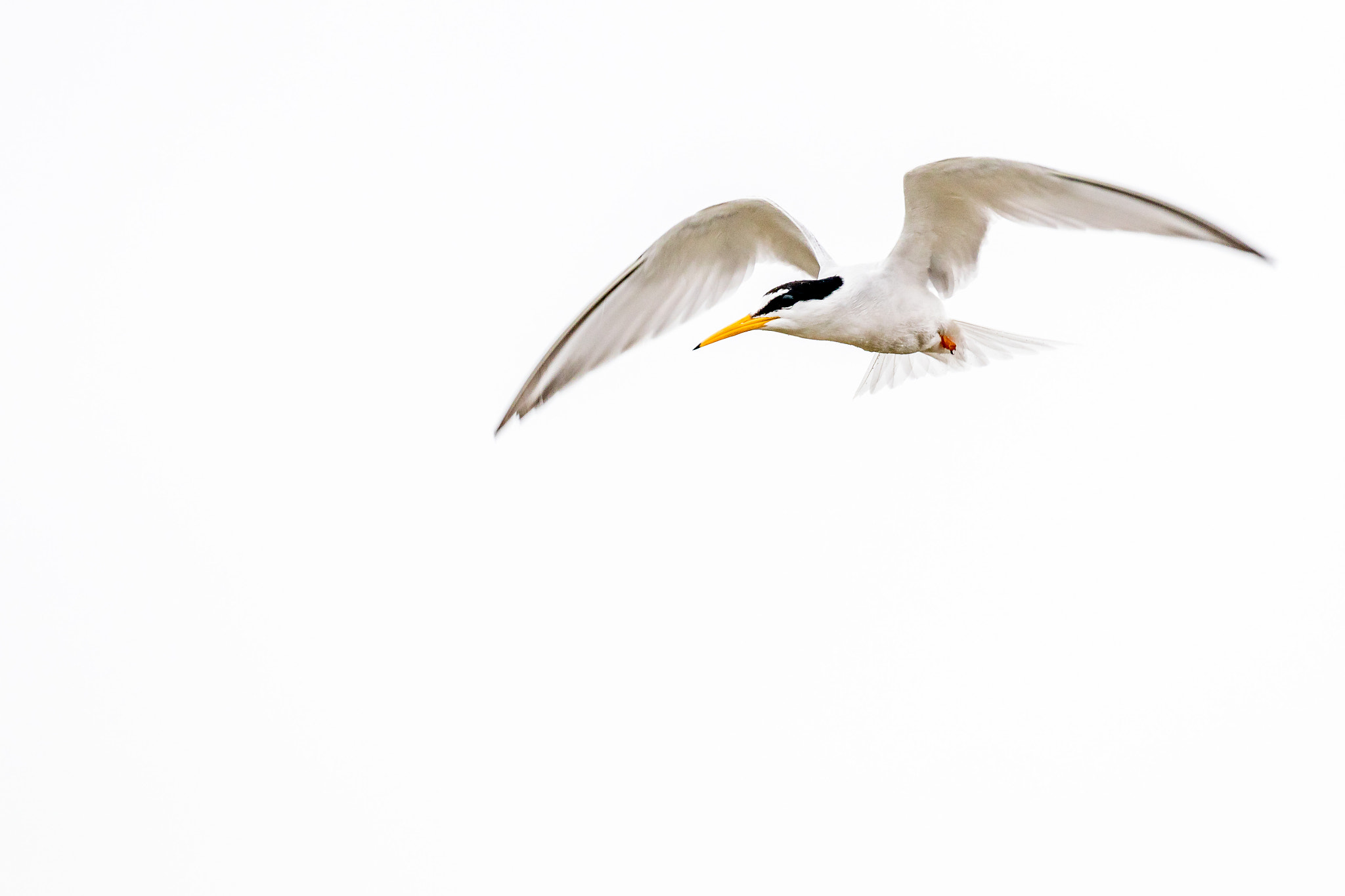 Canon EF 100-400mm F4.5-5.6L IS II USM sample photo. Little tern photography