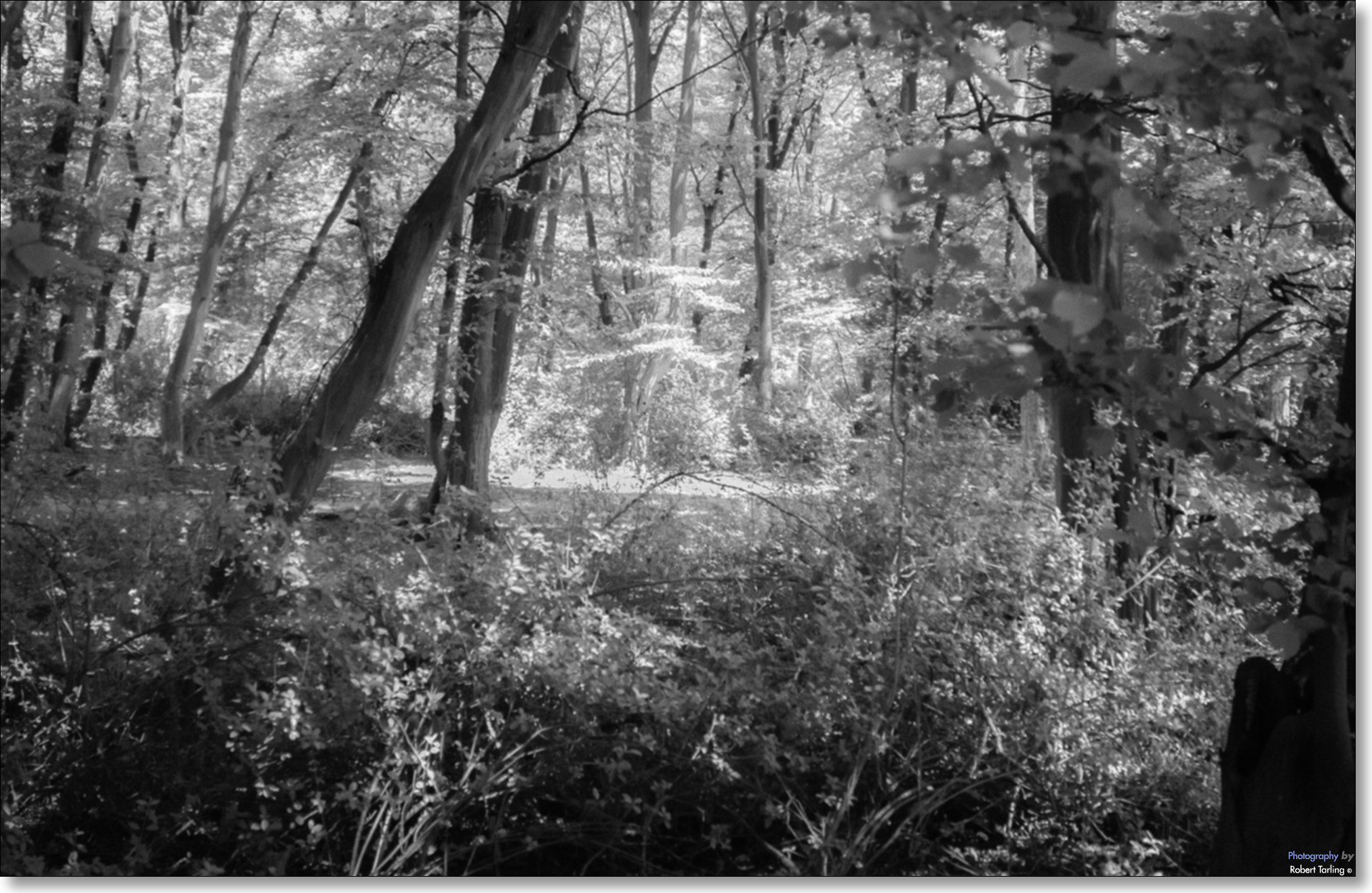 Nikon D80 + AF Zoom-Nikkor 35-135mm f/3.5-4.5 N sample photo. Deep in the forest... photography