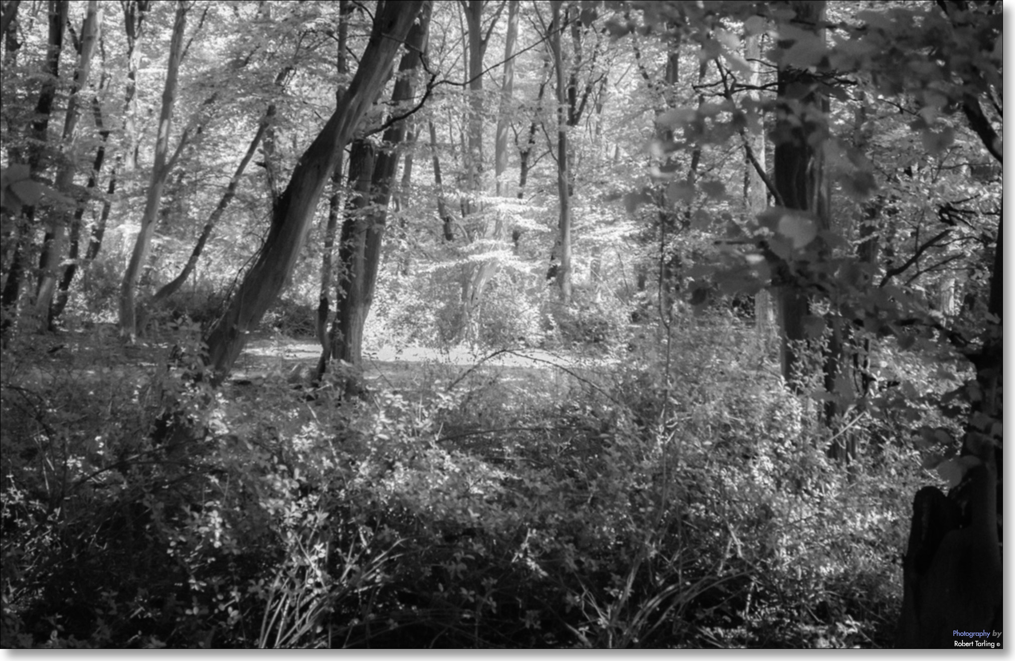 AF Zoom-Nikkor 35-135mm f/3.5-4.5 N sample photo. Deep in the forest... photography