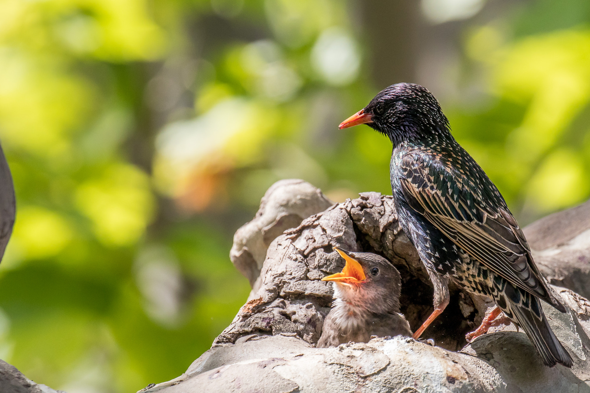 Canon EF 100-400mm F4.5-5.6L IS II USM sample photo. The miracle of the life photography