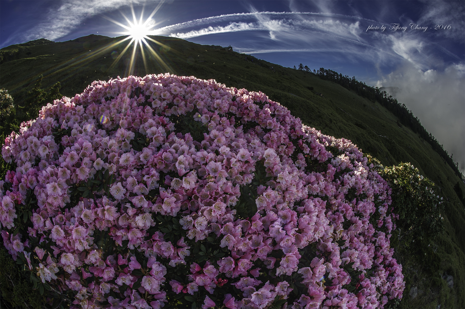 Nikon D3S + Nikon AF Fisheye-Nikkor 16mm F2.8D sample photo. 合歡山東峰  杜鵑花光芒耀眼 photography