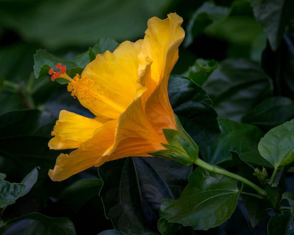 XF100-400mmF4.5-5.6 R LM OIS WR + 1.4x sample photo. Yellow hibiscus photography