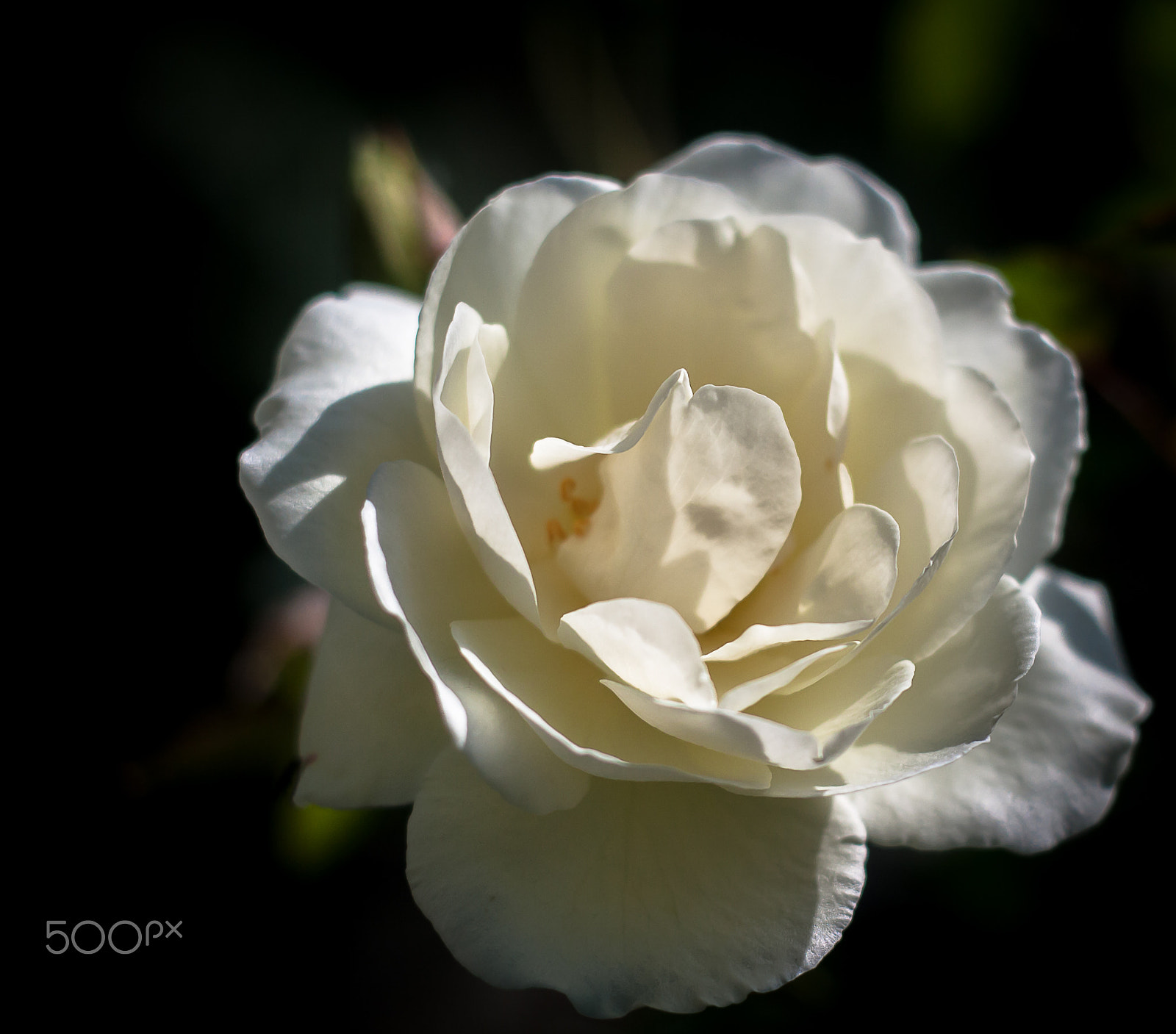 Canon EOS 1000D (EOS Digital Rebel XS / EOS Kiss F) + Canon EF 50mm f/1.8 sample photo. Rose in the spotlight photography