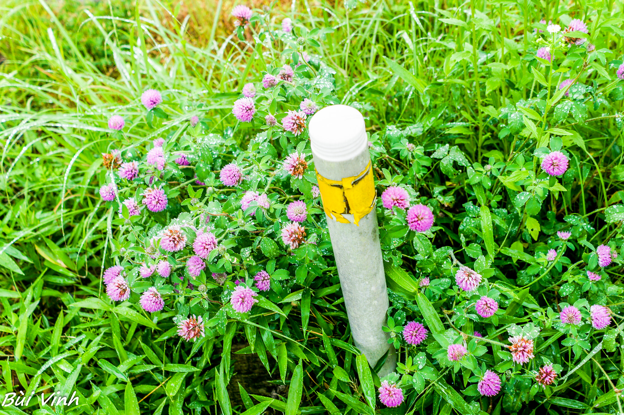 Minolta AF 28mm F2 sample photo. Clover in bloom photography