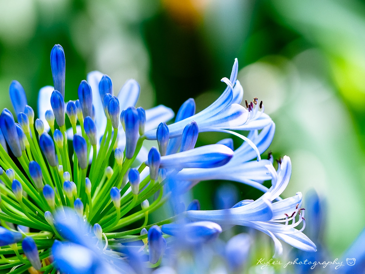 Olympus OM-D E-M1 + Sigma 150mm F2.8 EX DG Macro HSM sample photo. 愛情花 photography