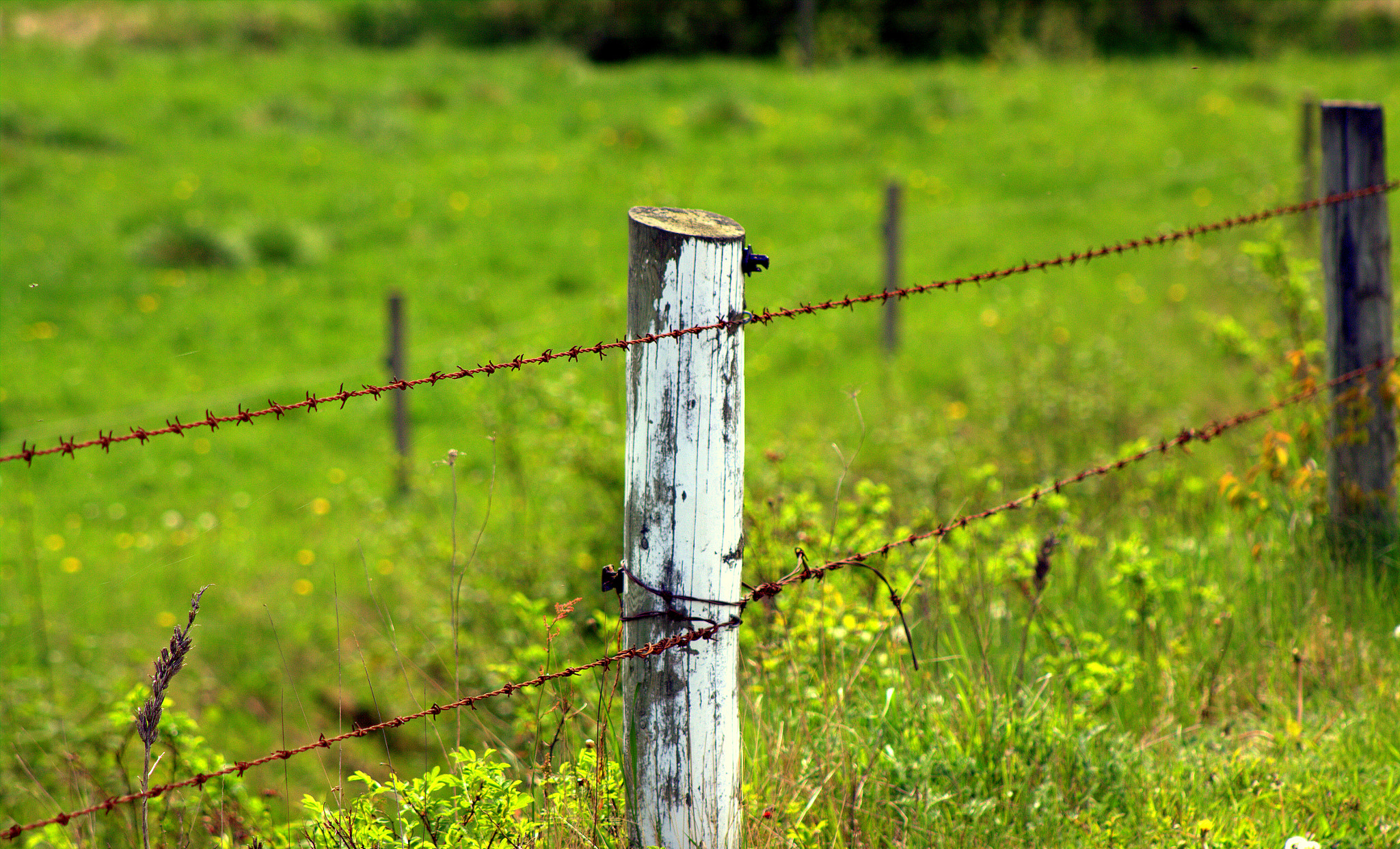 Canon EF 75-300mm f/4-5.6 USM sample photo. Keep out or in? photography
