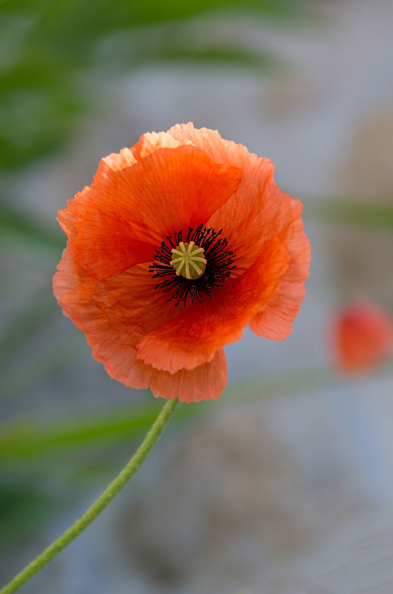 Pentax K-30 + Sigma 18-200mm F3.5-6.3 II DC OS HSM sample photo. Poppy i photography