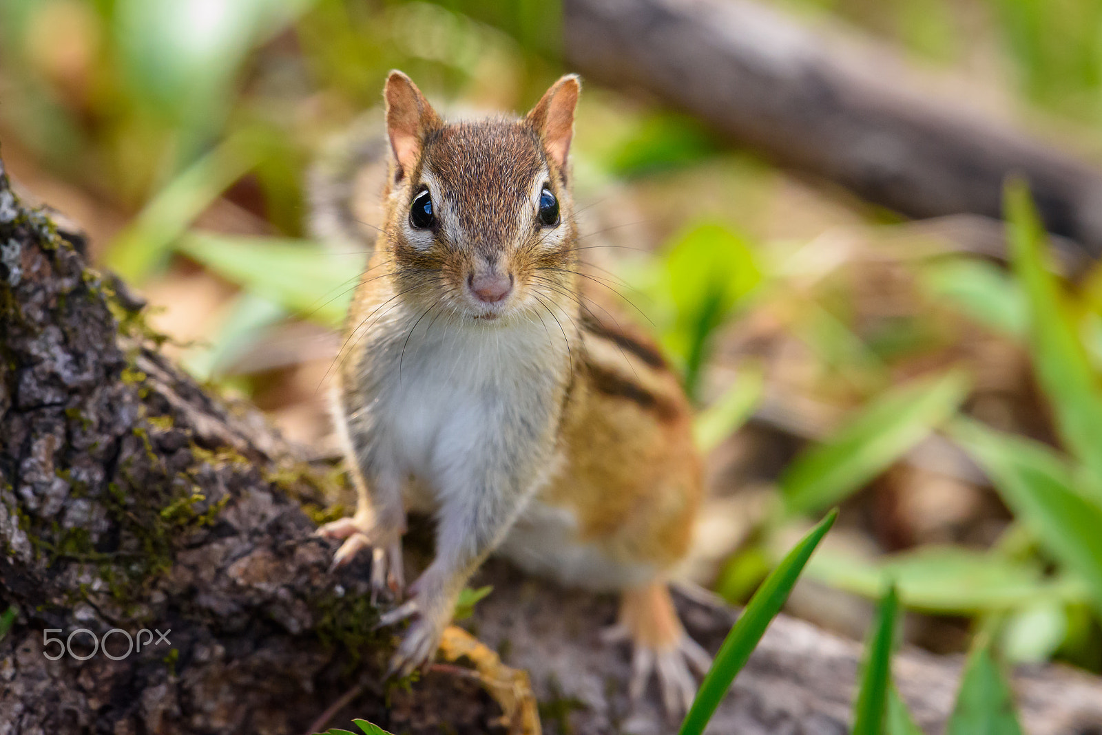 Nikon AF-S Nikkor 500mm F4E FL ED VR sample photo. Chipmunk photography