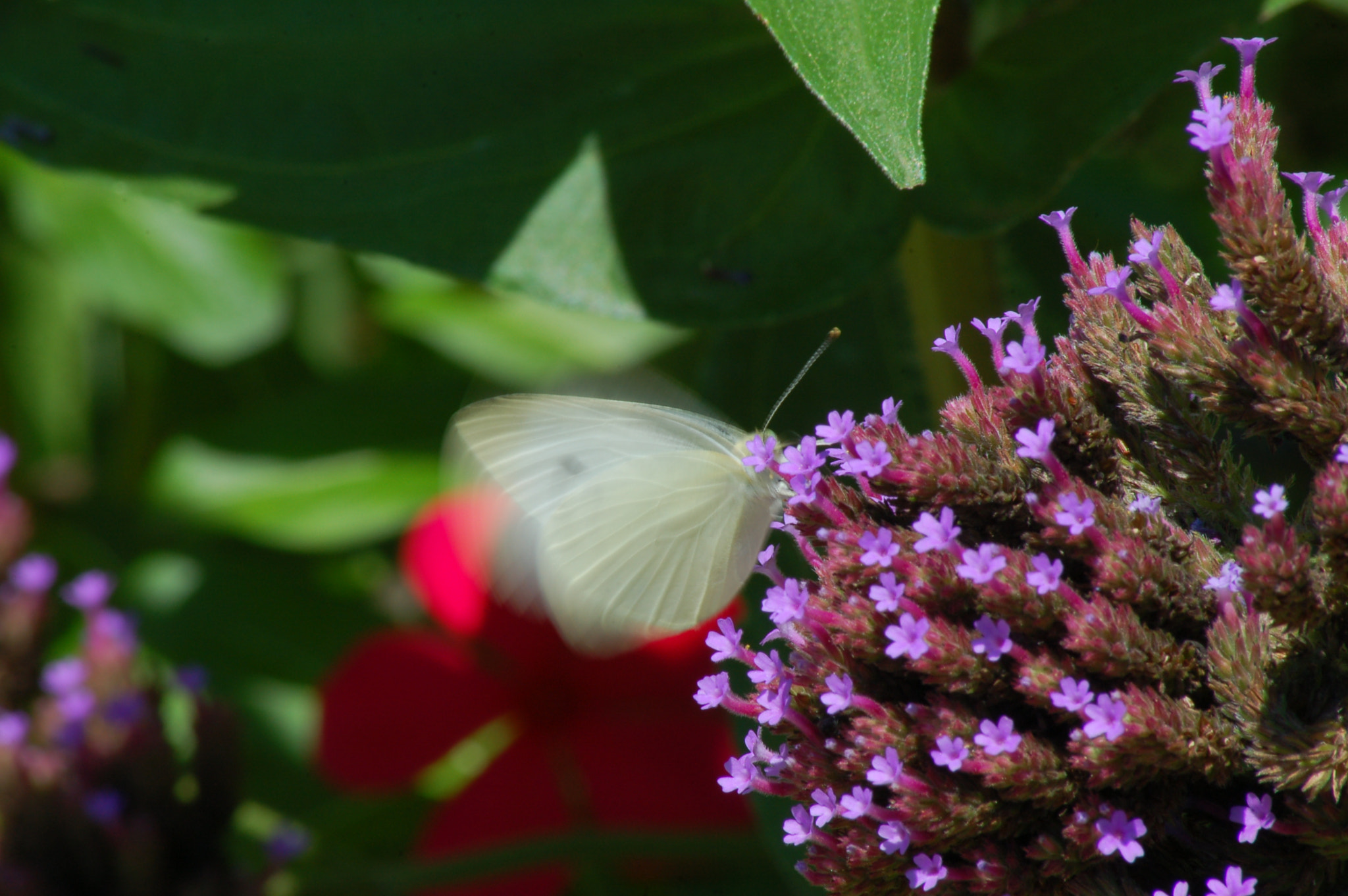 Nikon D50 + Sigma 70-300mm F4-5.6 APO Macro Super II sample photo. Flutter photography