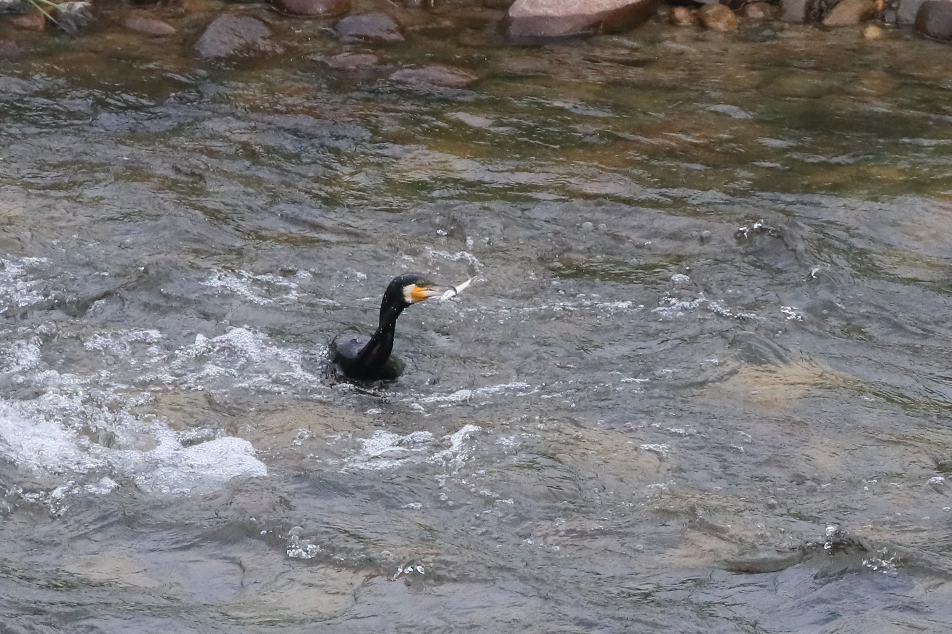 Canon EOS-1D X Mark II sample photo. A cormorant photography
