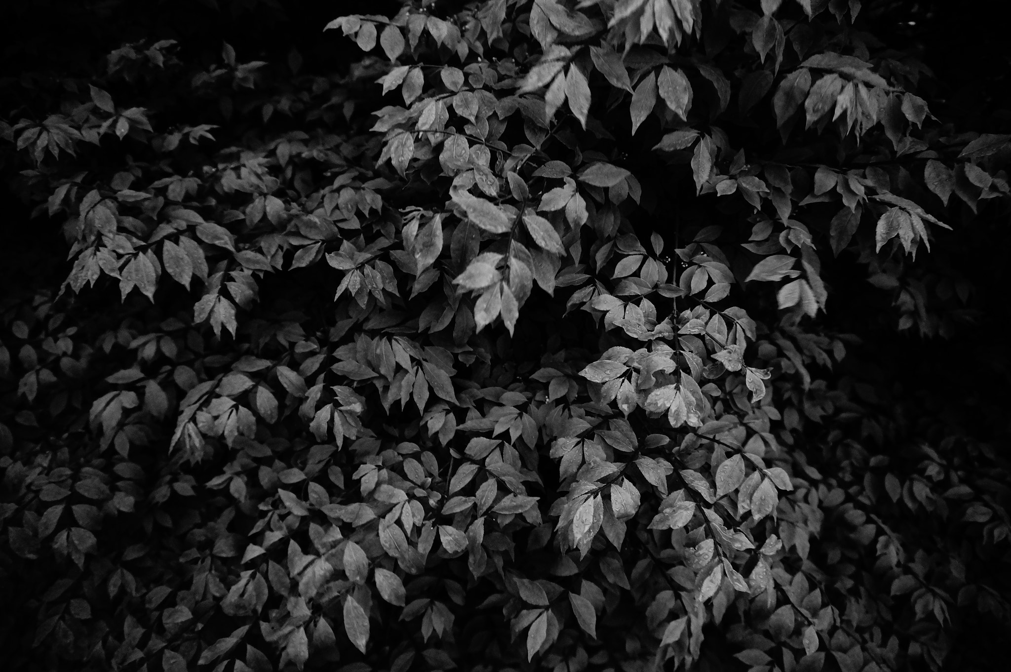 Sony E 16-50mm F3.5-5.6 PZ OSS sample photo. Untitled photography