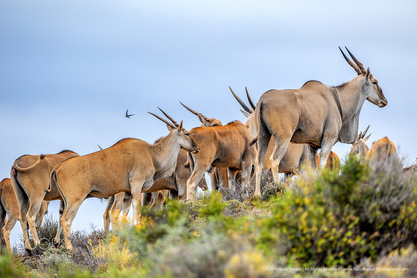 Nikon AF-S Nikkor 300mm F2.8G ED VR II sample photo. Springbok photography