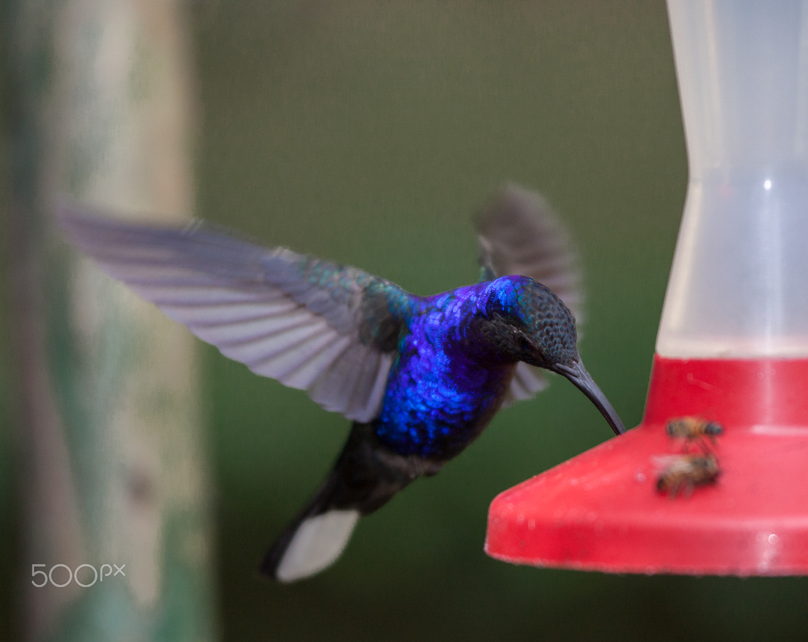 Sigma APO Macro 150mm f/2.8 EX DG HSM sample photo. Violet sabrewing photography
