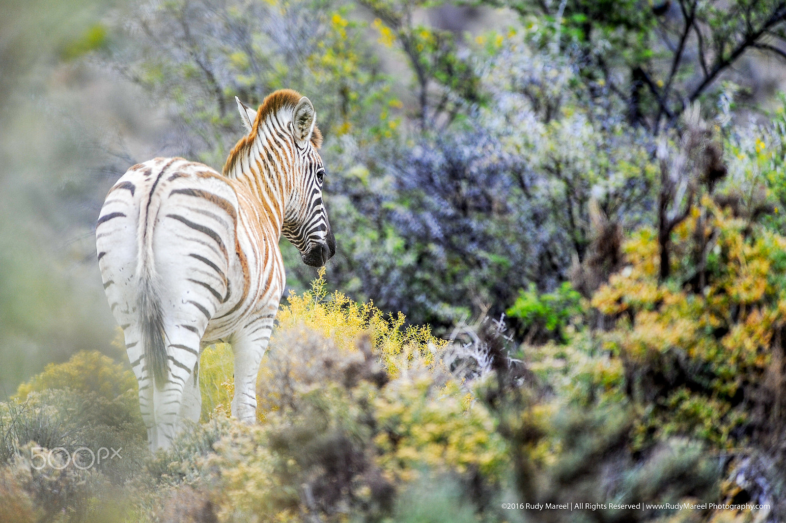 Nikon AF-S Nikkor 300mm F2.8G ED VR II sample photo. Zebra photography
